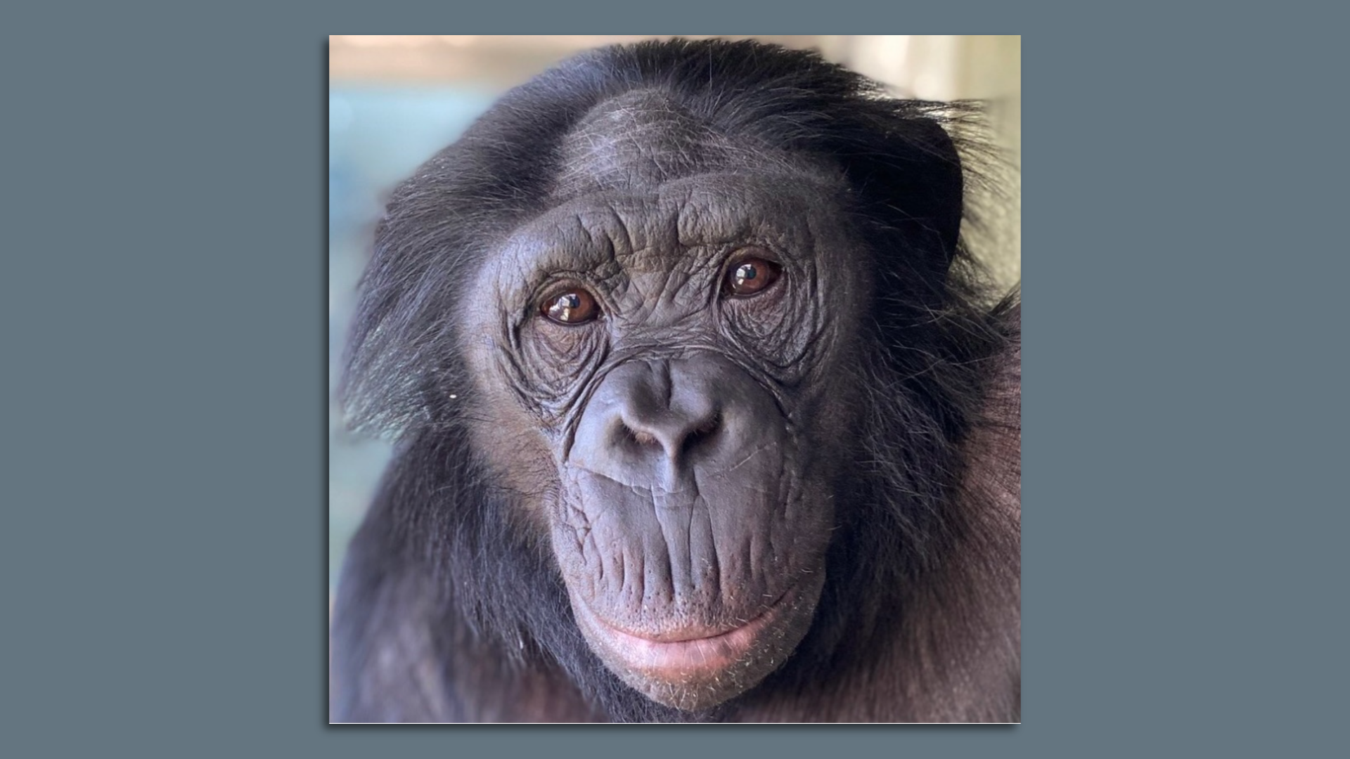 A photo of an ape.