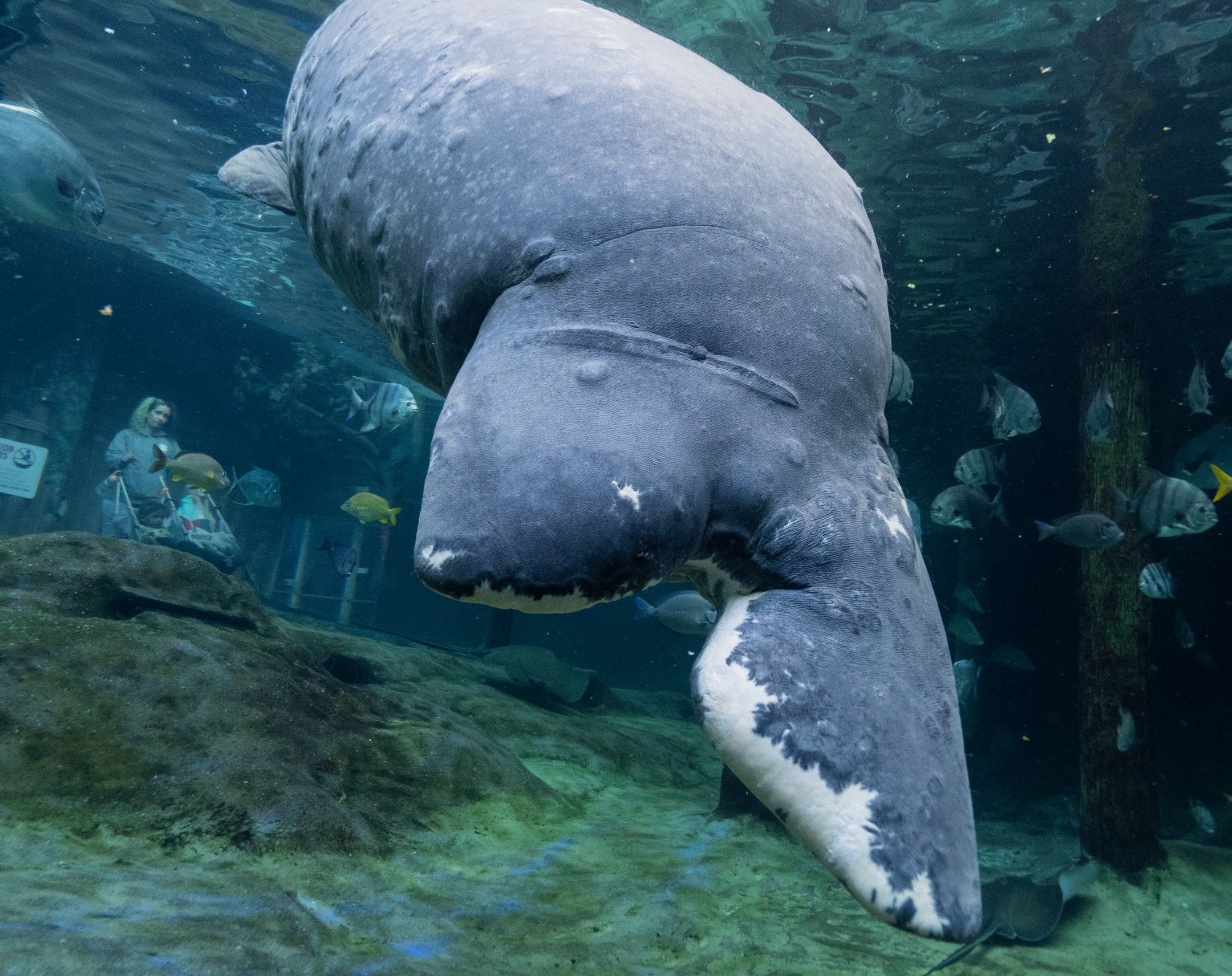 A close-up view of Stubby's damaged tail paddle, which is severed near the center.