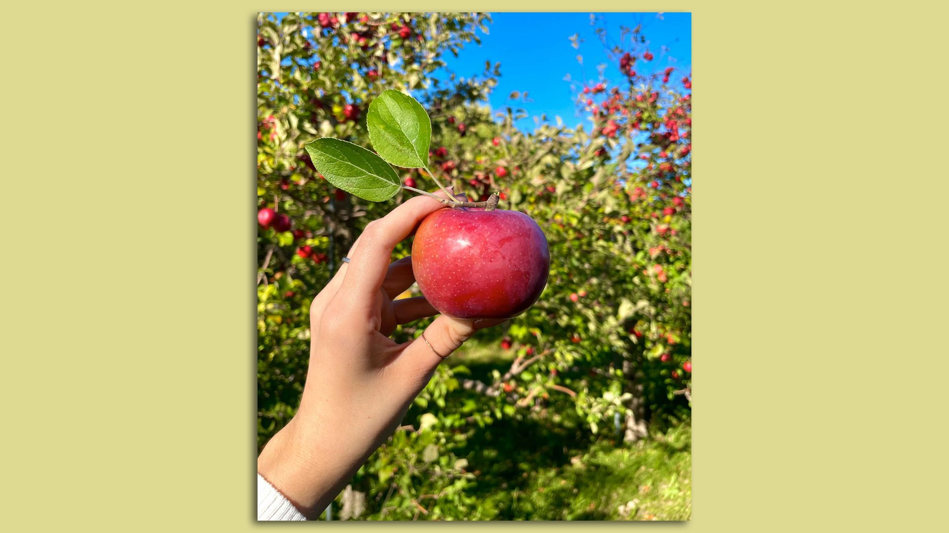 hand holding a red apple in front of a group of apple trees on sunny day