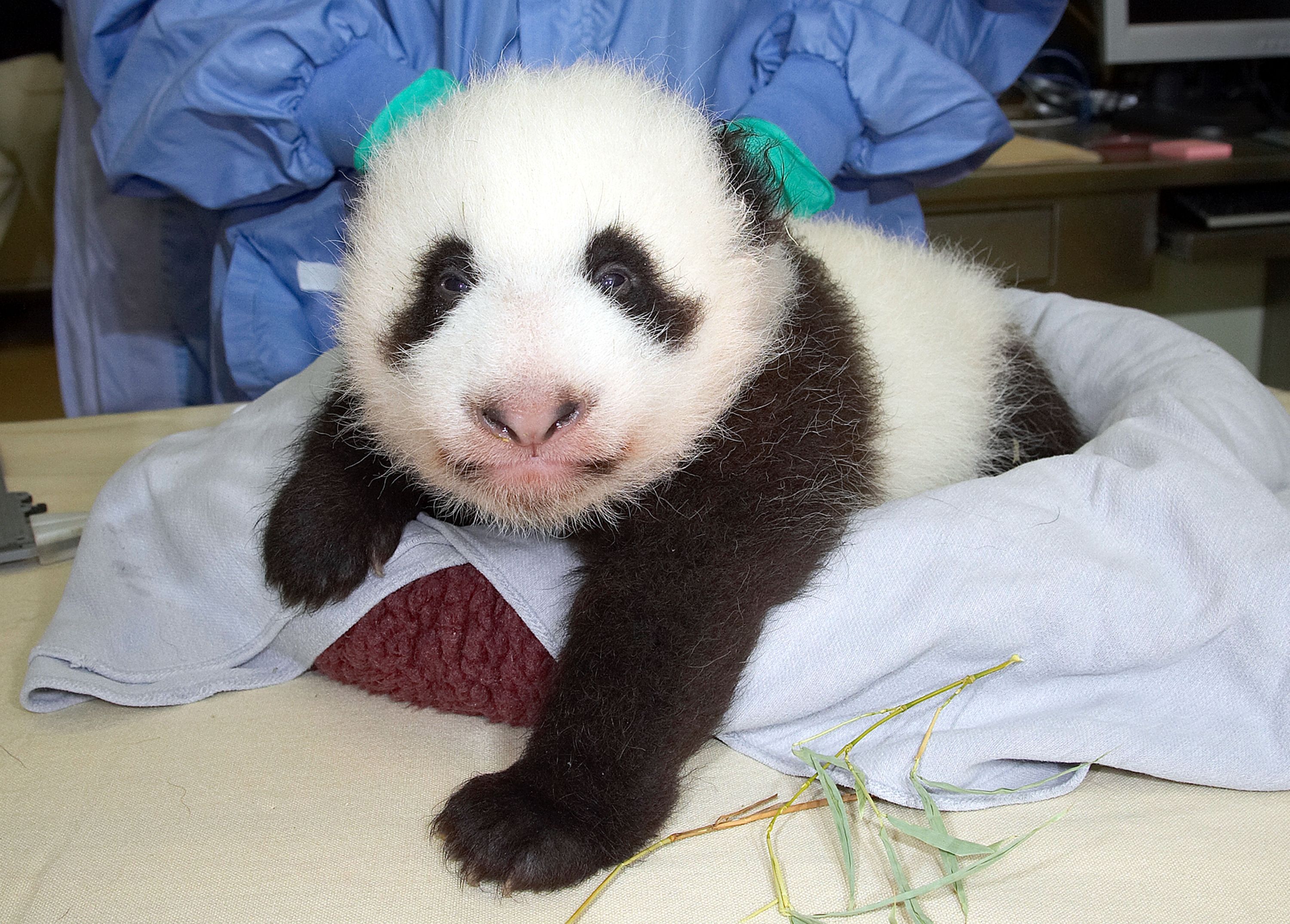 An 8-week old panda cub looks at the camera while receiving a vaccination.