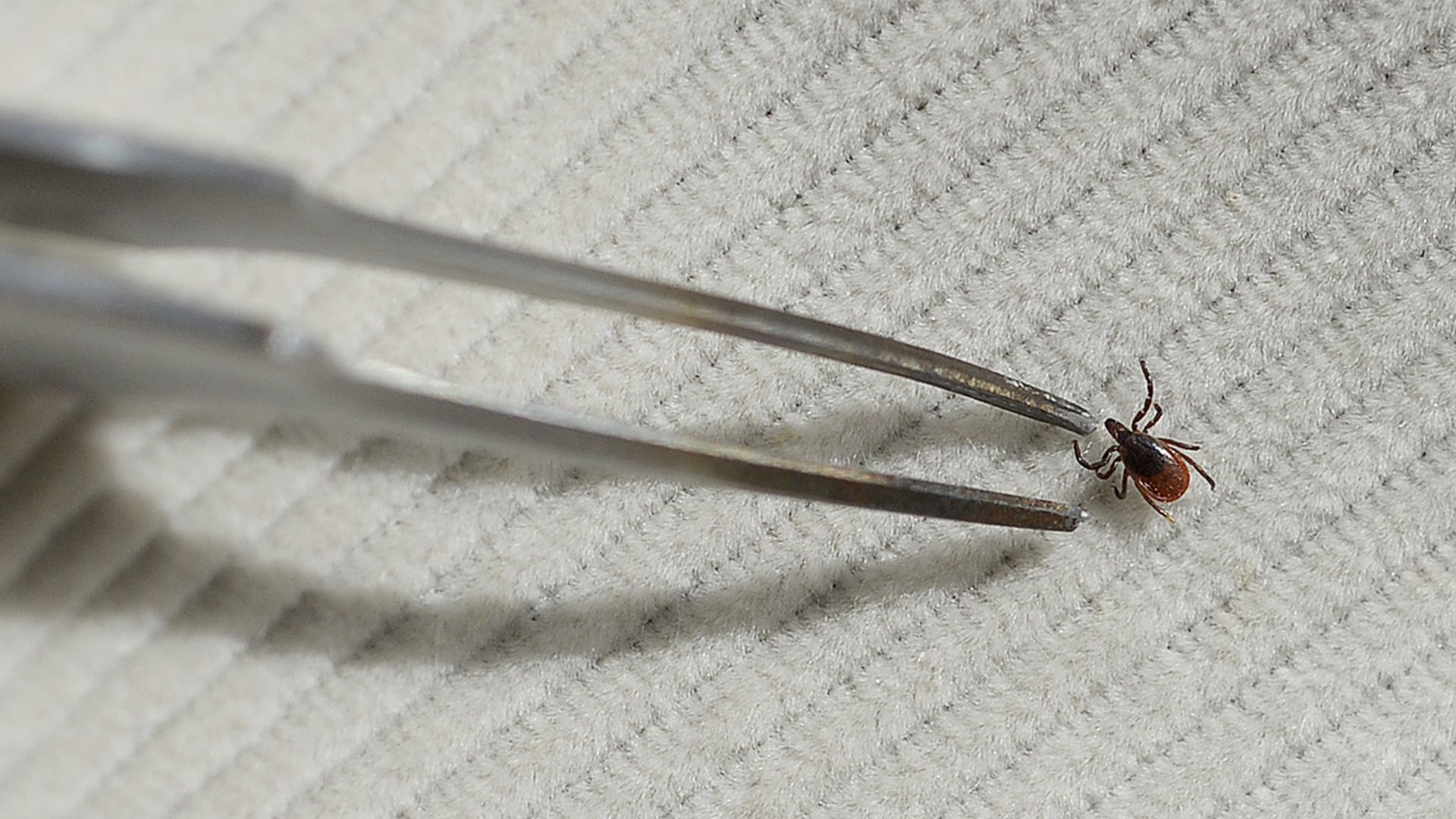 Tweezers aim for a deer tick