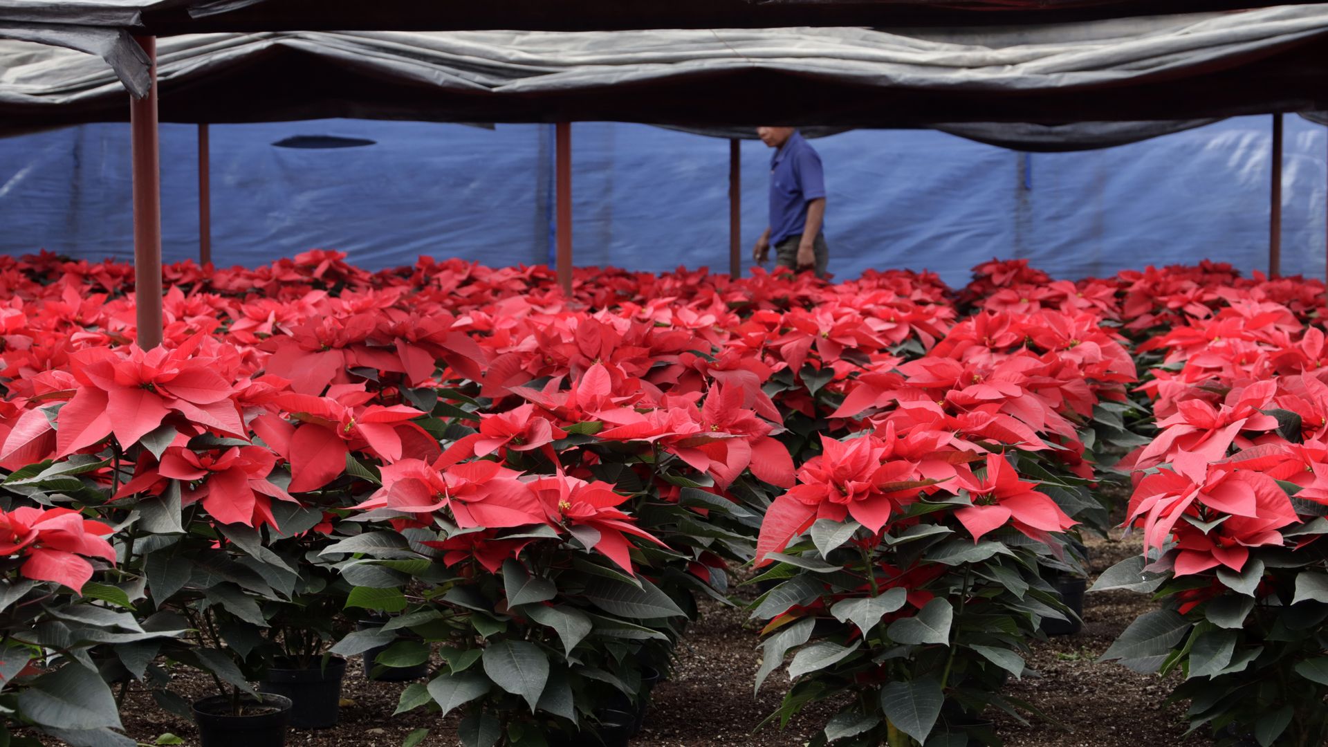 rows of red poinsettia flowers sit under a tarp