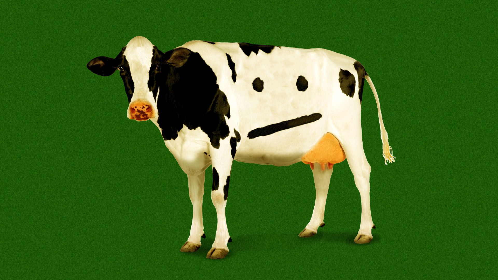 Illustration of a cow with markings in the shape of a neutral face.
