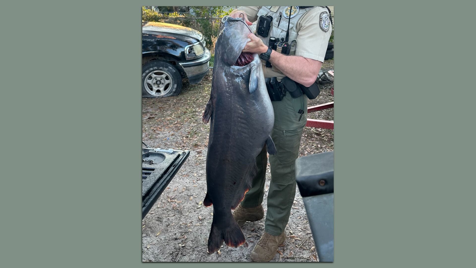 Uniformed wildlife officer in a tan shirt and gear holds a large, dark gray catfish by the mouth, outdoors next to a pickup truck with leaves on the ground.