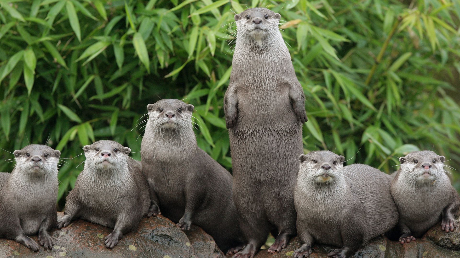 A photo of otters