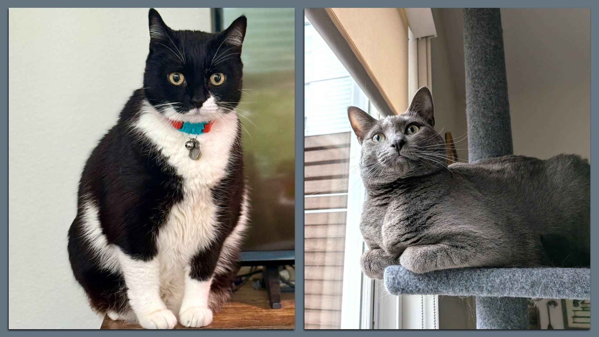 Two photos of cats: left is black and white and right is gray and reclining. 