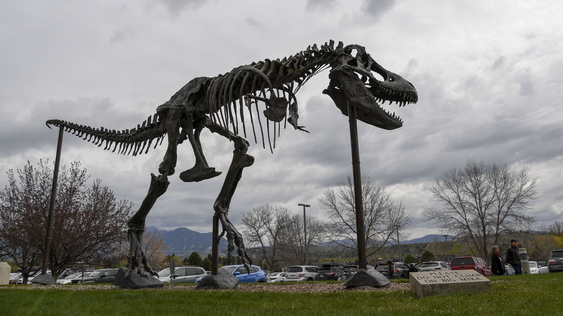 the featured dinosaur outside the Museum of the Rockies