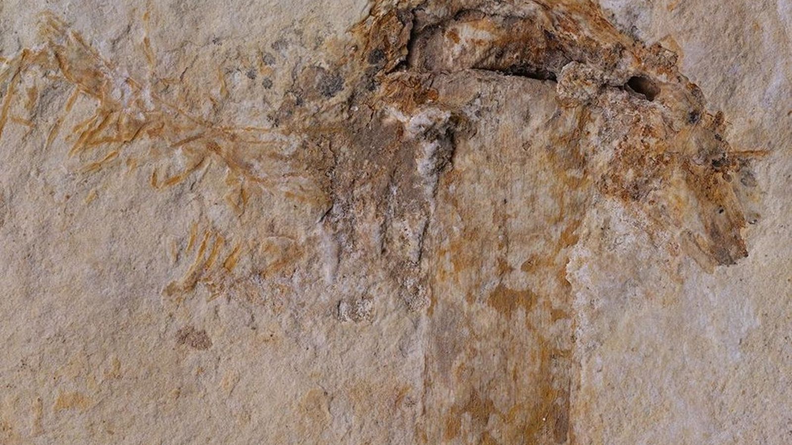 Earth's oldest mushroom fossil found