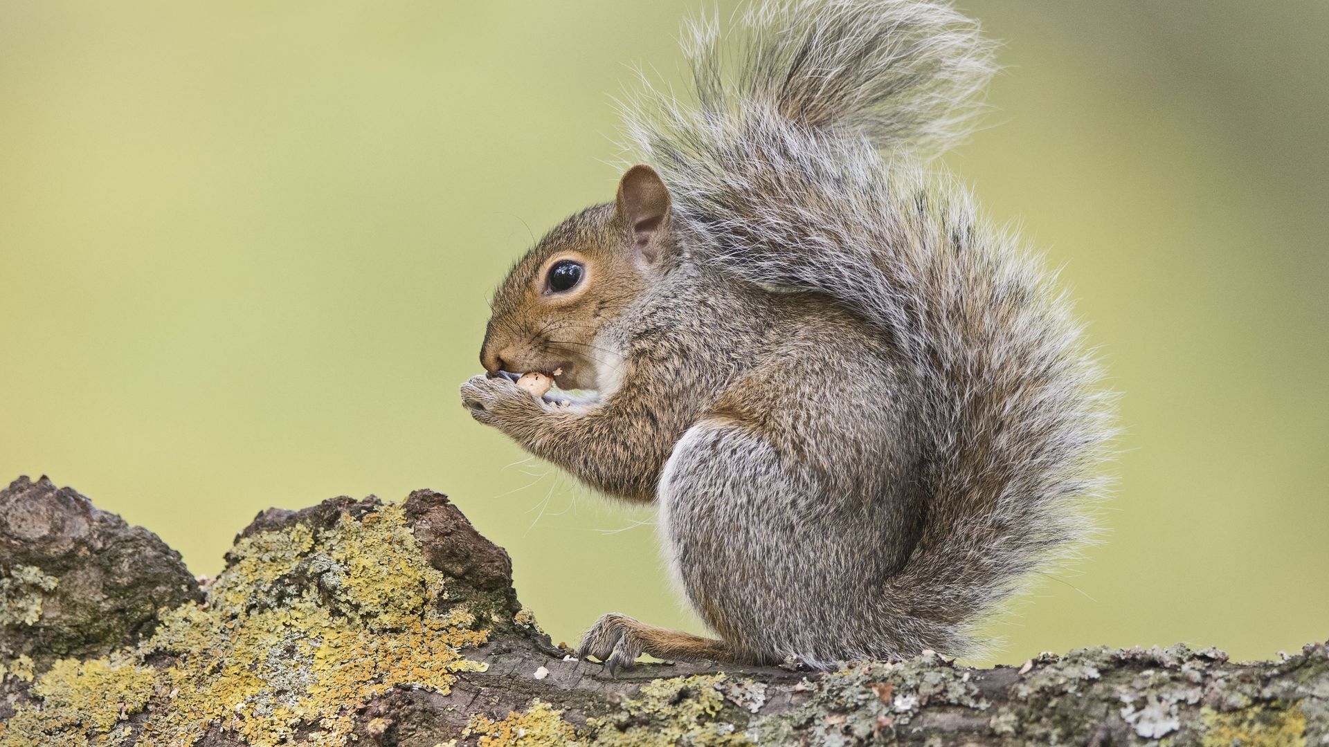 A gray squirrel eats on bark.