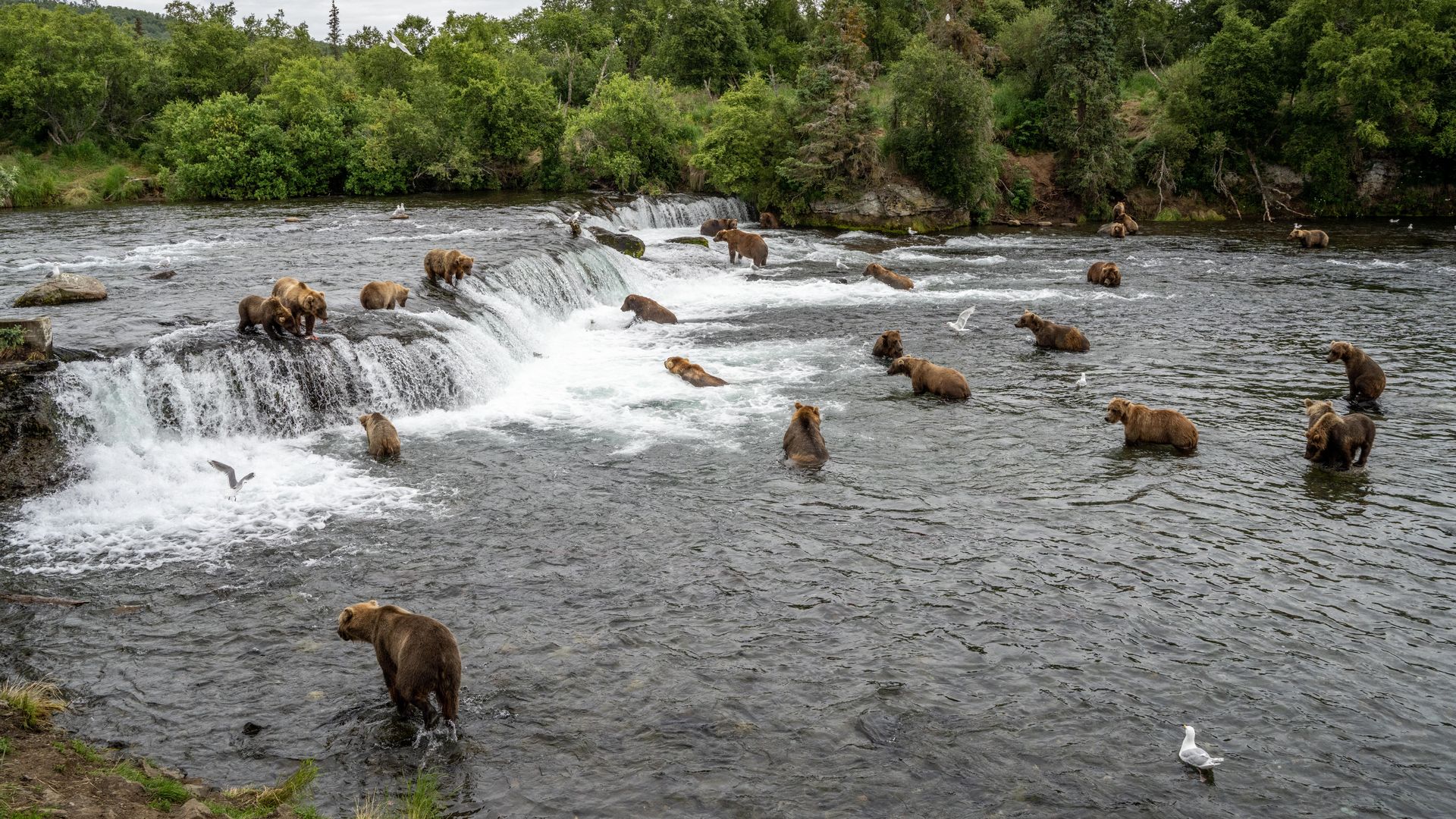 Bears gathered at a waterfall. 
