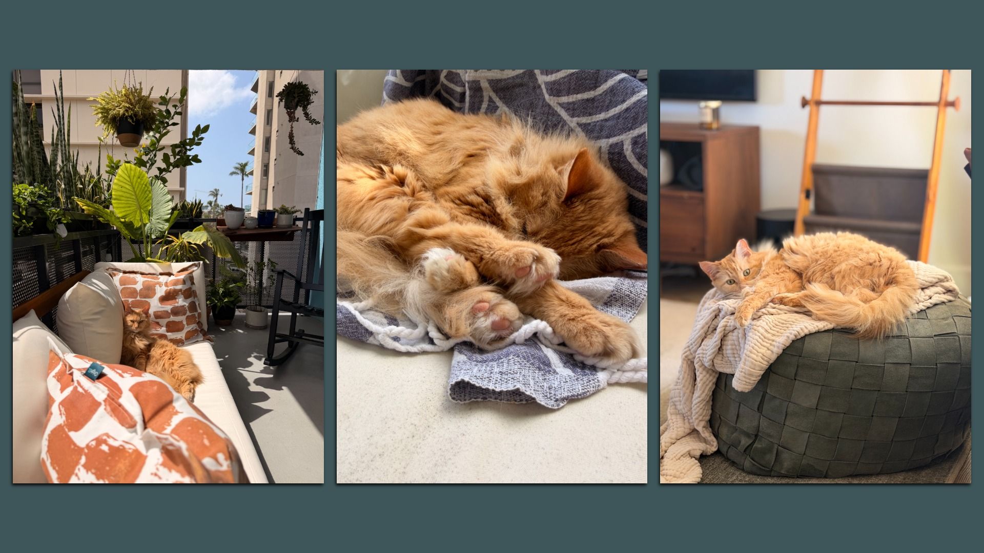 Three-panel collage of an orange cat: left on a sunny balcony sofa with plants, center close-up of the cat curled asleep, right on a beige blanket atop a green woven ottoman indoors.