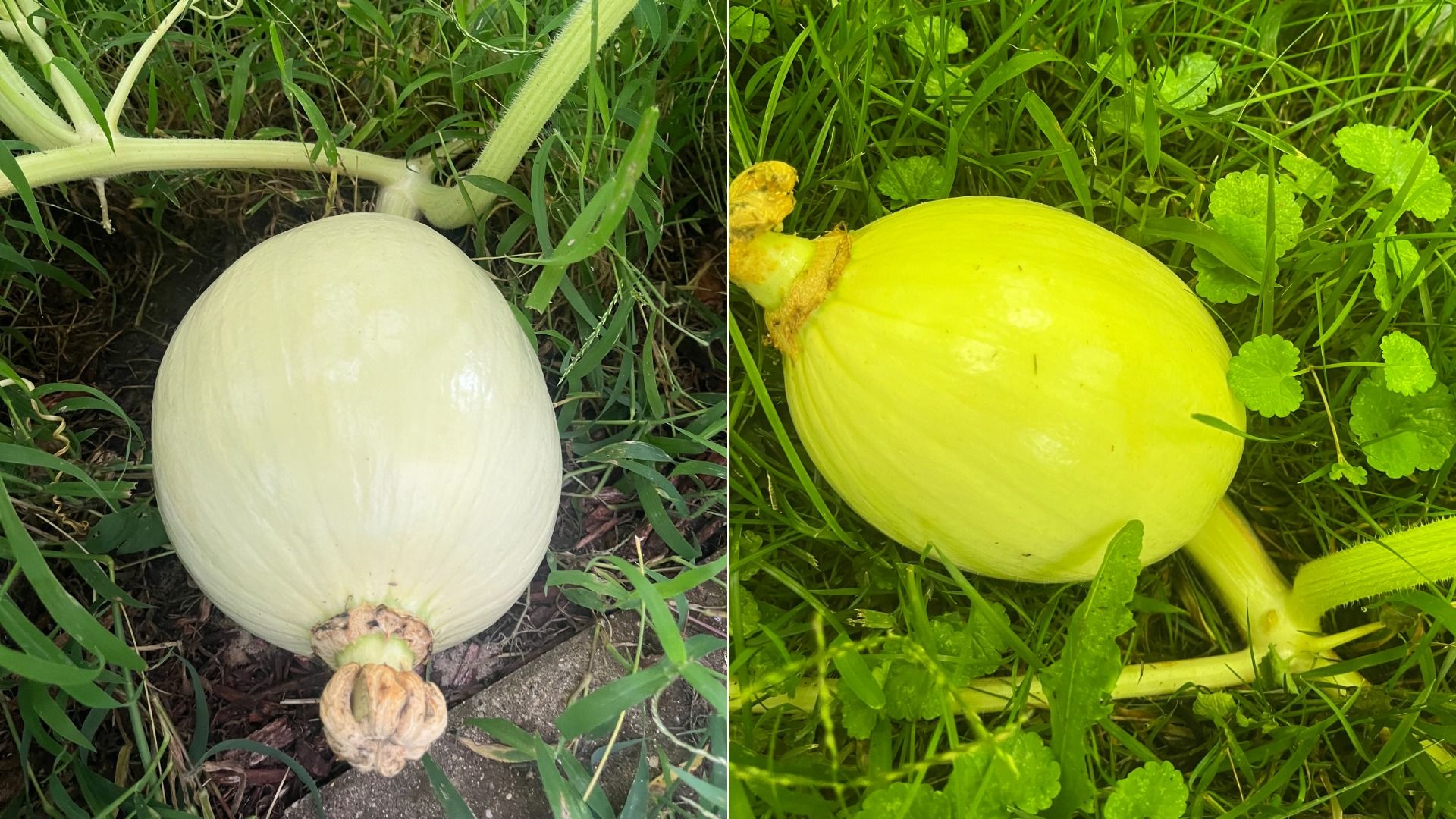 Split image of two gourds on grass: left a large pale white squash with a thick stem; right a bright yellow melon-like gourd, resting among green blades and leaves.