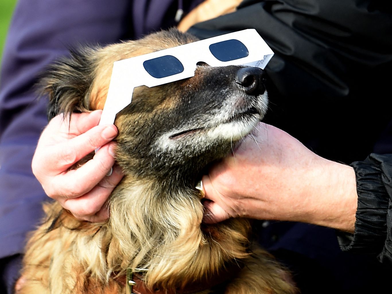 Help Philadelphia Zoo see how animals react to the eclipse - Axios  Philadelphia