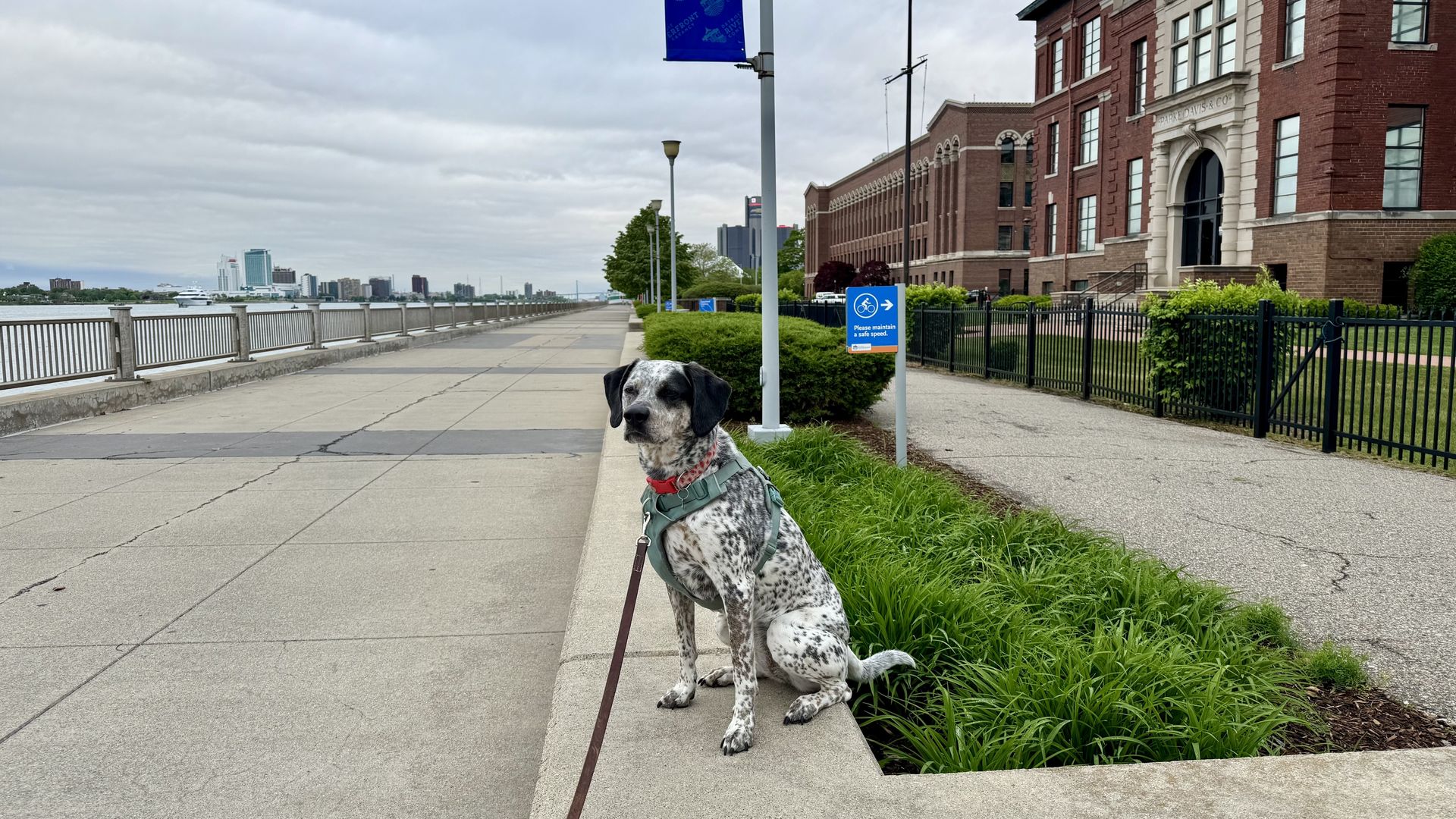 A dog sits with a harness and leash