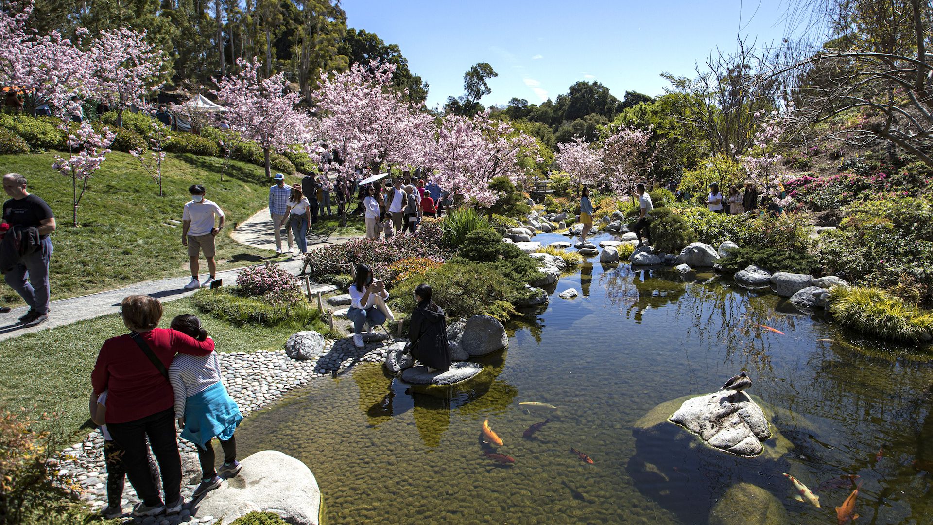Visitors enjoy cherry blossoms at the Japanese Friendship Garden and koi pond.