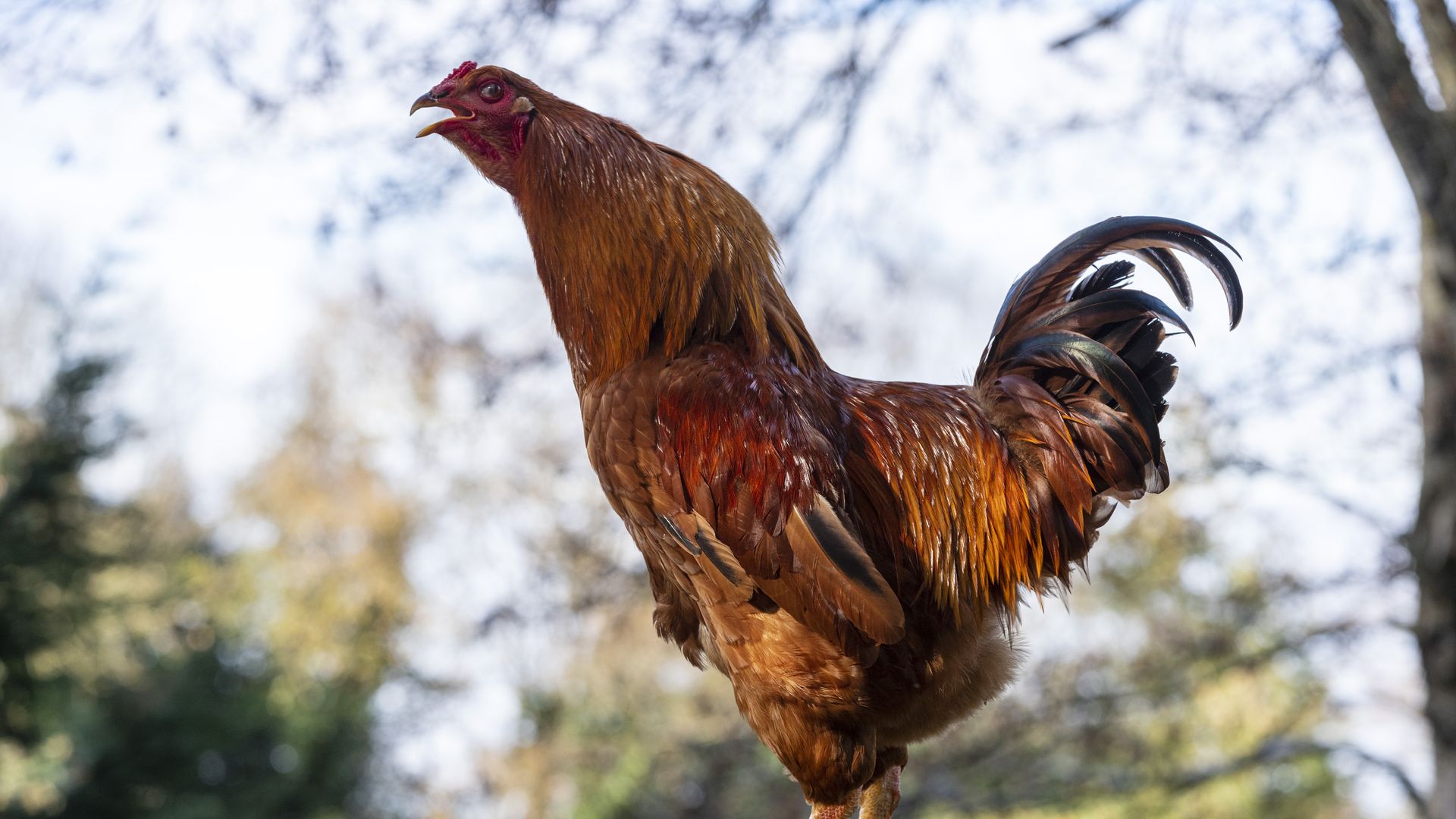 A photo of a chicken.
