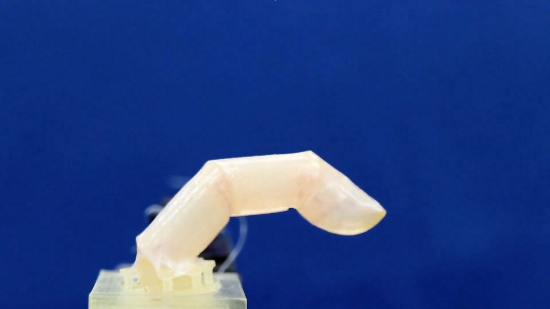 A bending robotic finger covered with living skin. Photo: Shoji Takeuchi/University of Tokyo