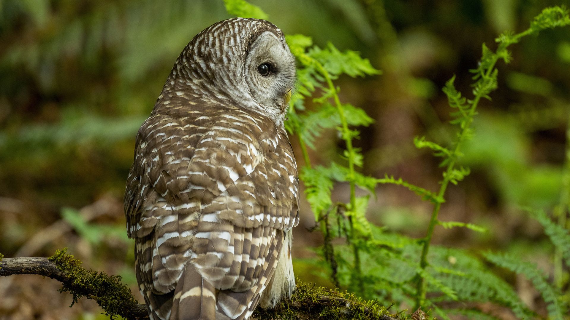 An owl with brown and white striped feathers sits on the ground, looking to its right. 