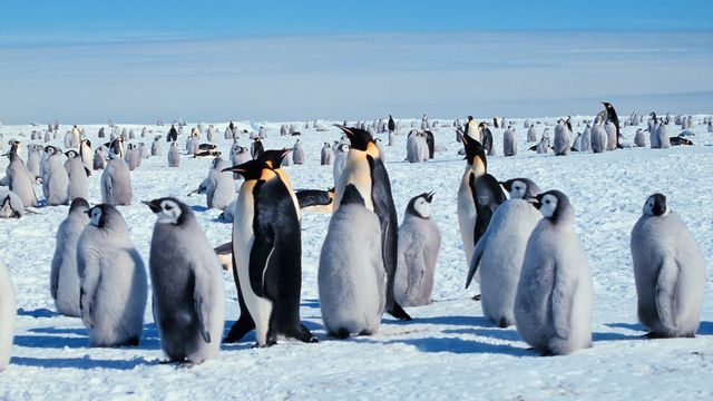 Emperor penguin receives Endangered Species Act protections