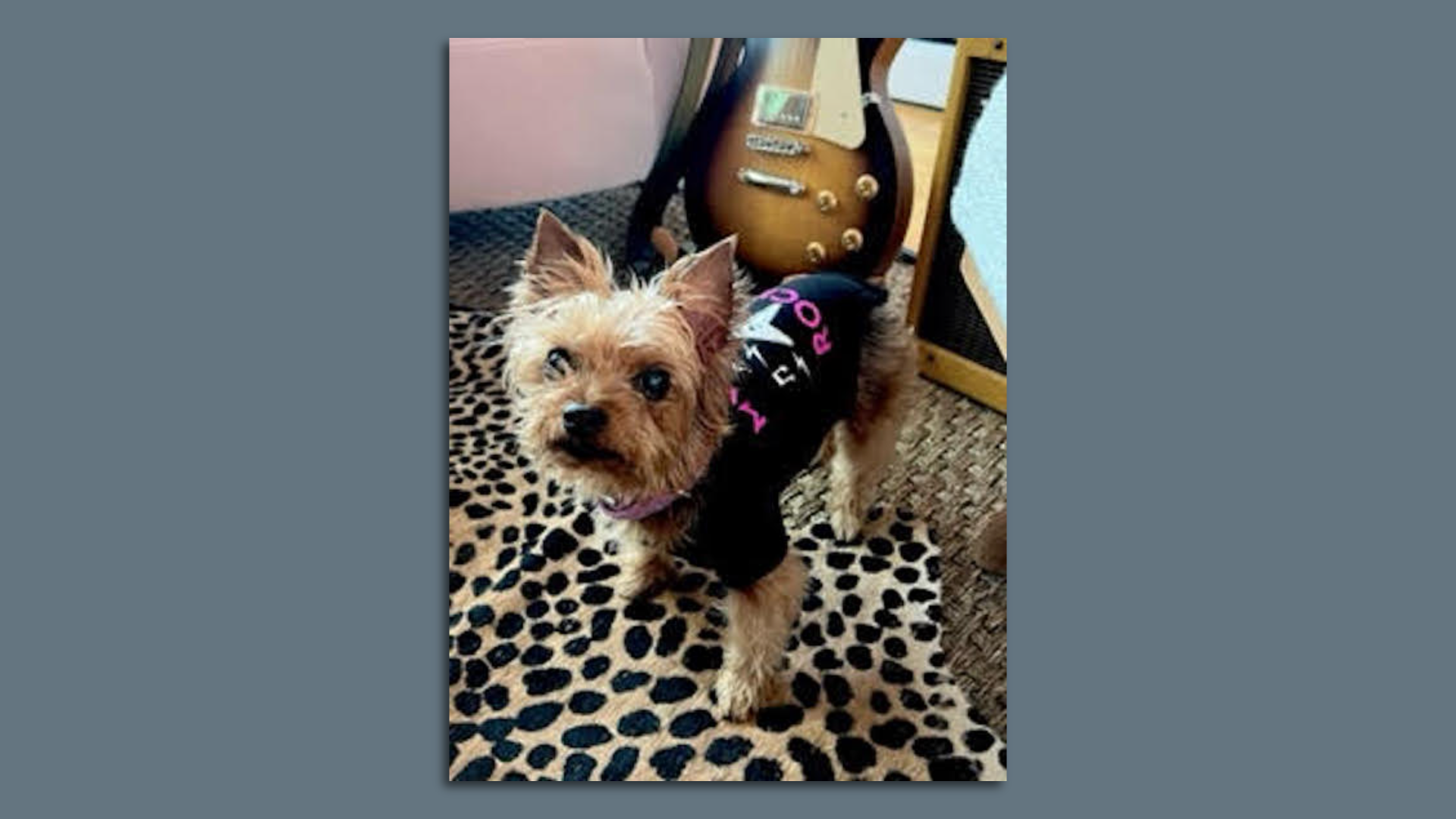 A dog wearing a T-shirt.