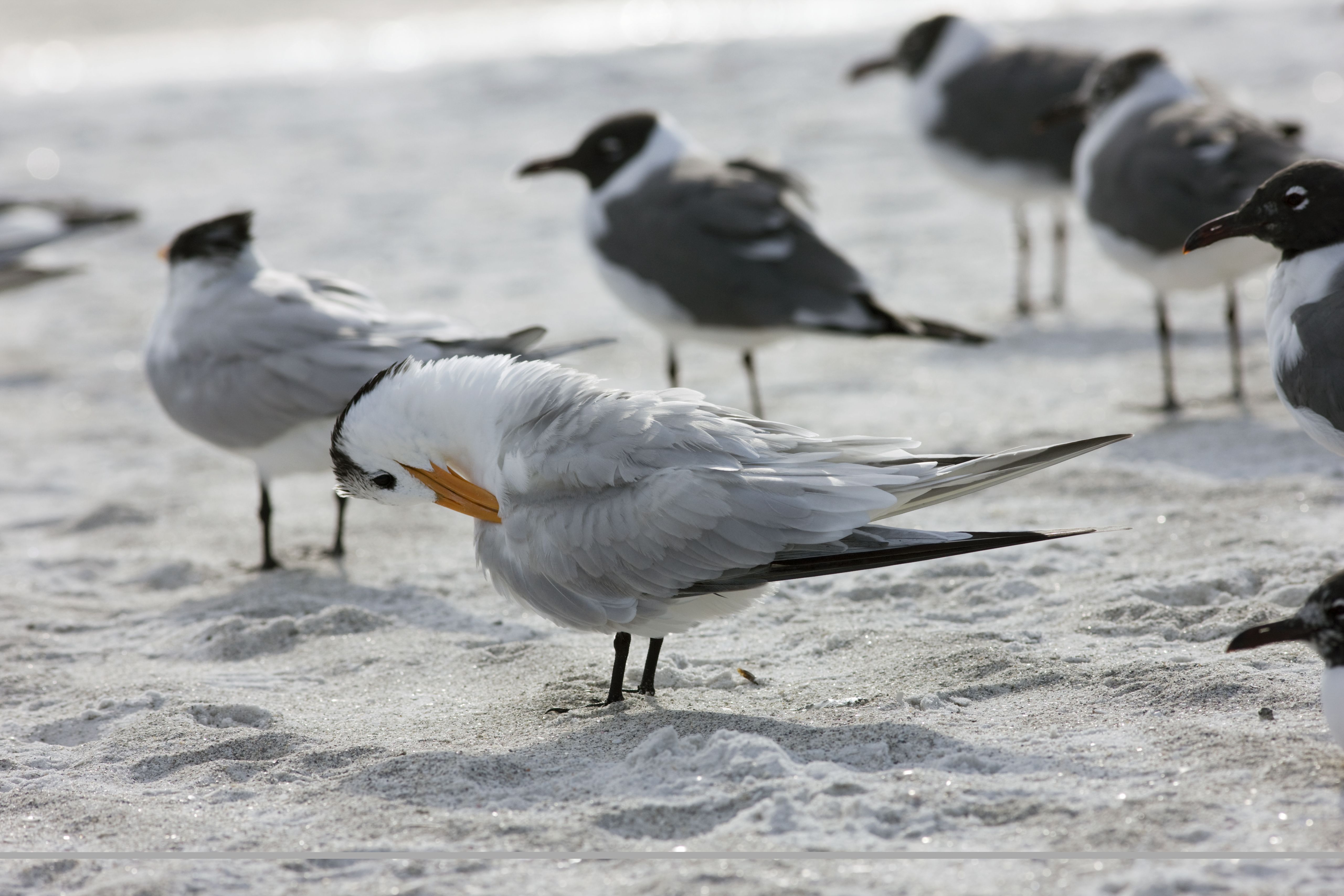 Several birds on a sandy beach, with the foreground bird preening its white feathers and orange beak while others stand near the water in the background.