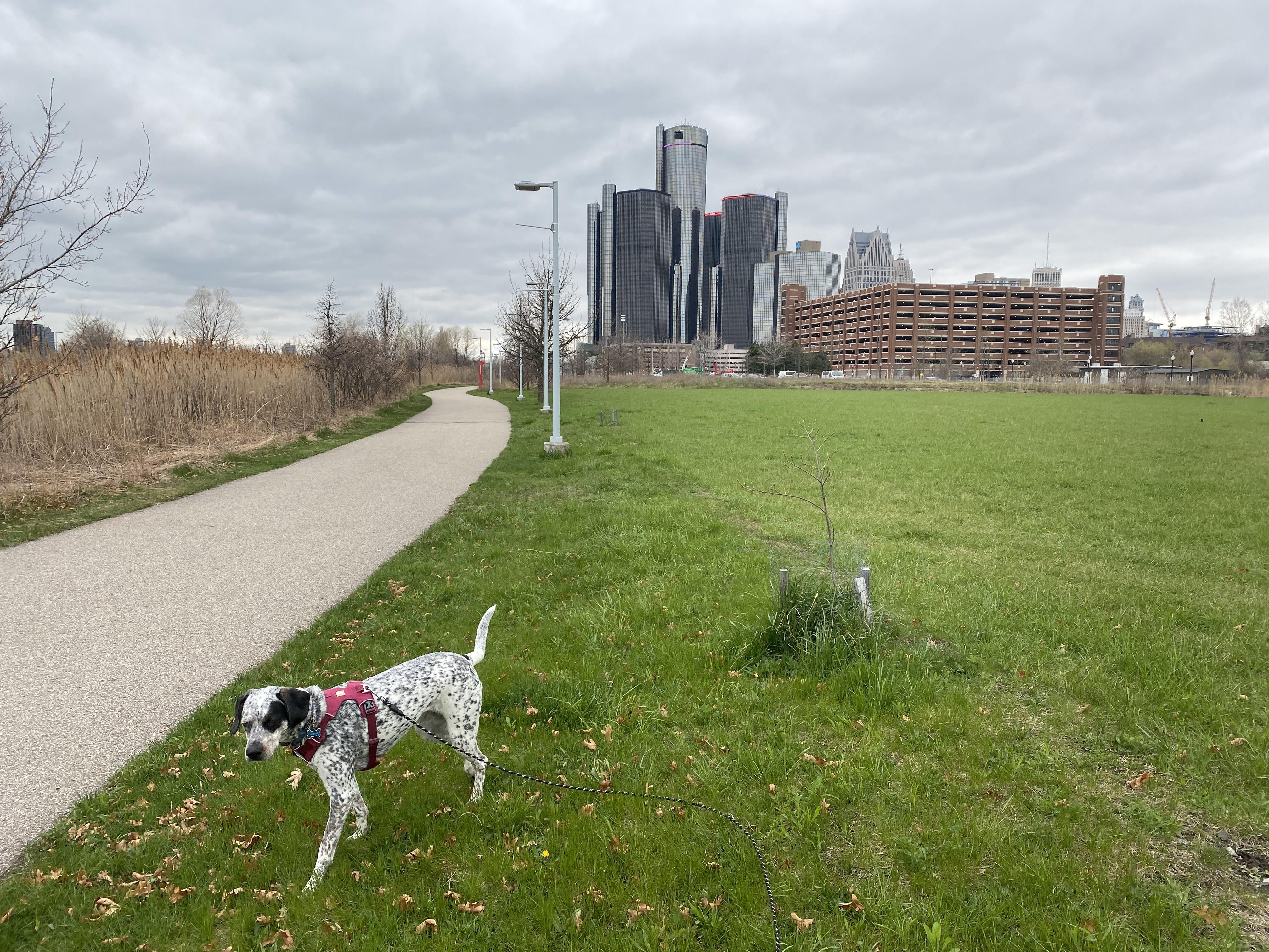 A dog wanders by the Detroit Riverfront. The Renaissance Center is in the background. 