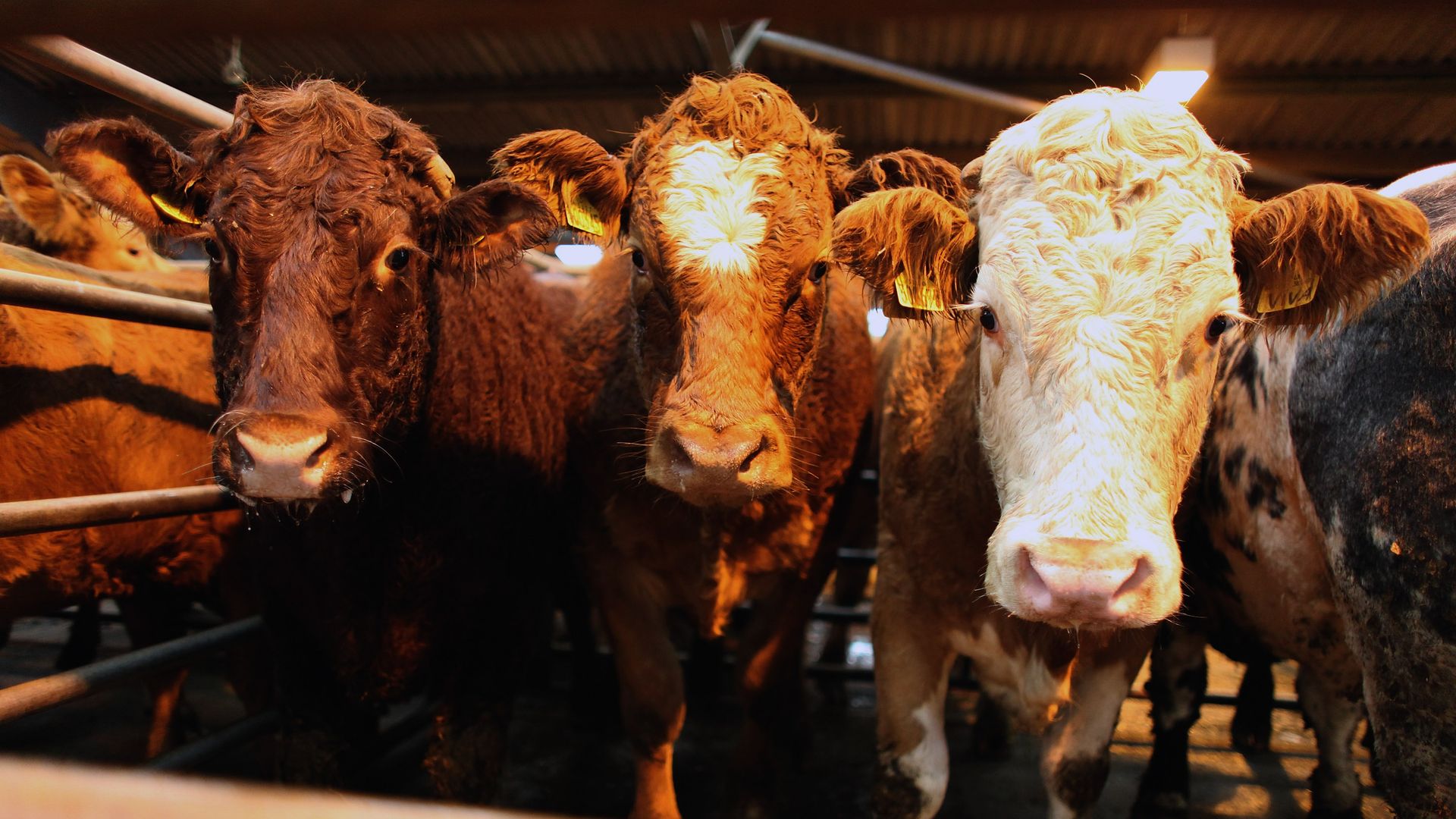  Beef cattle are sold at an auction in Ayr on October 27, 2009 in Ayr, Scotland. 