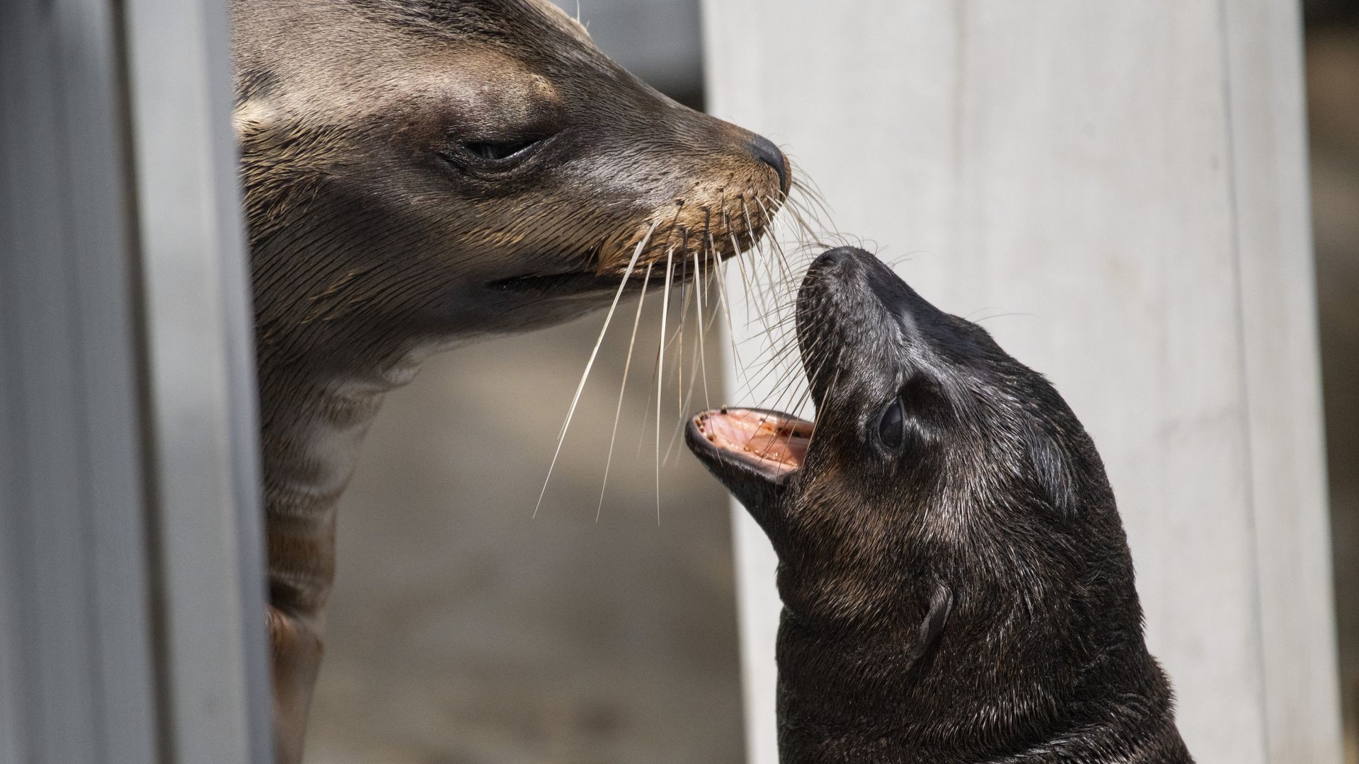 A sea lion pup "talks" with its mom.