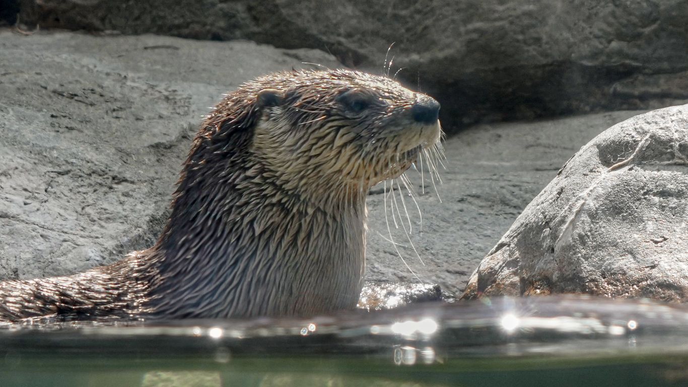 Maymont launches livestream for resident otters
