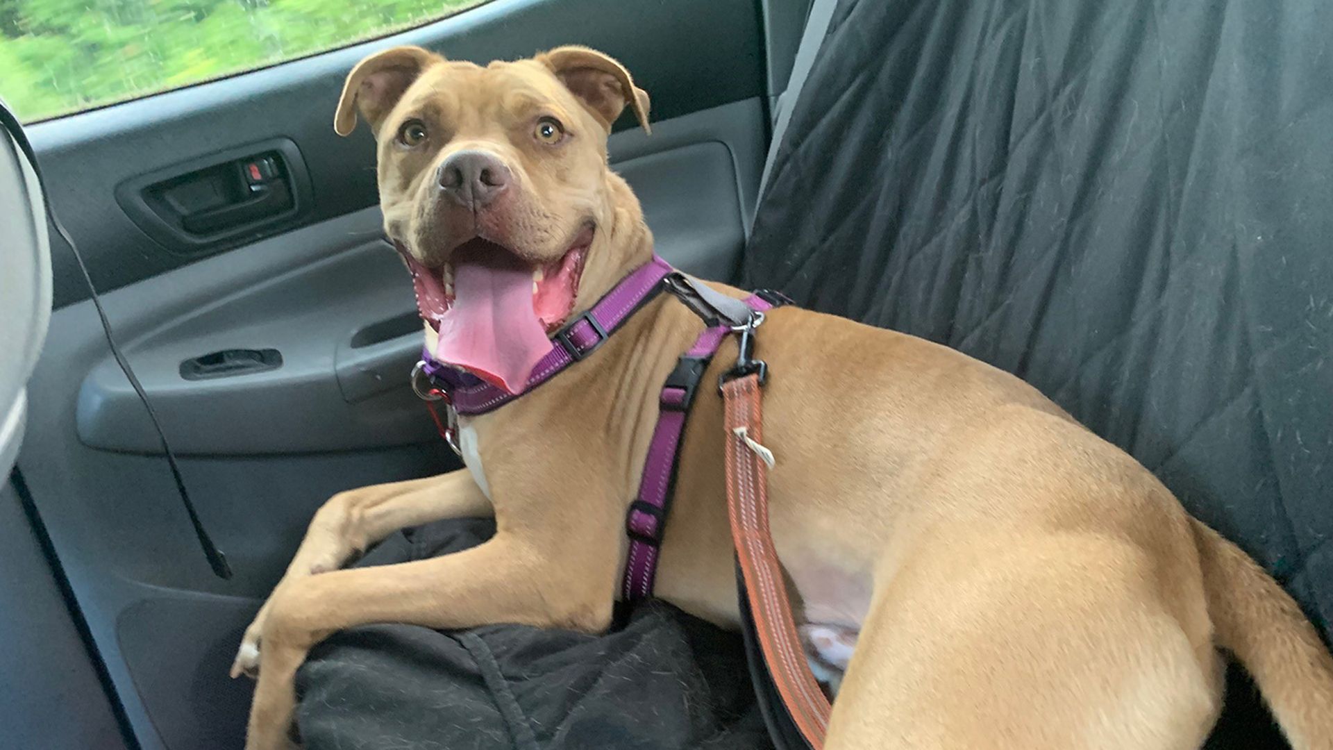 CMPD animal care & control