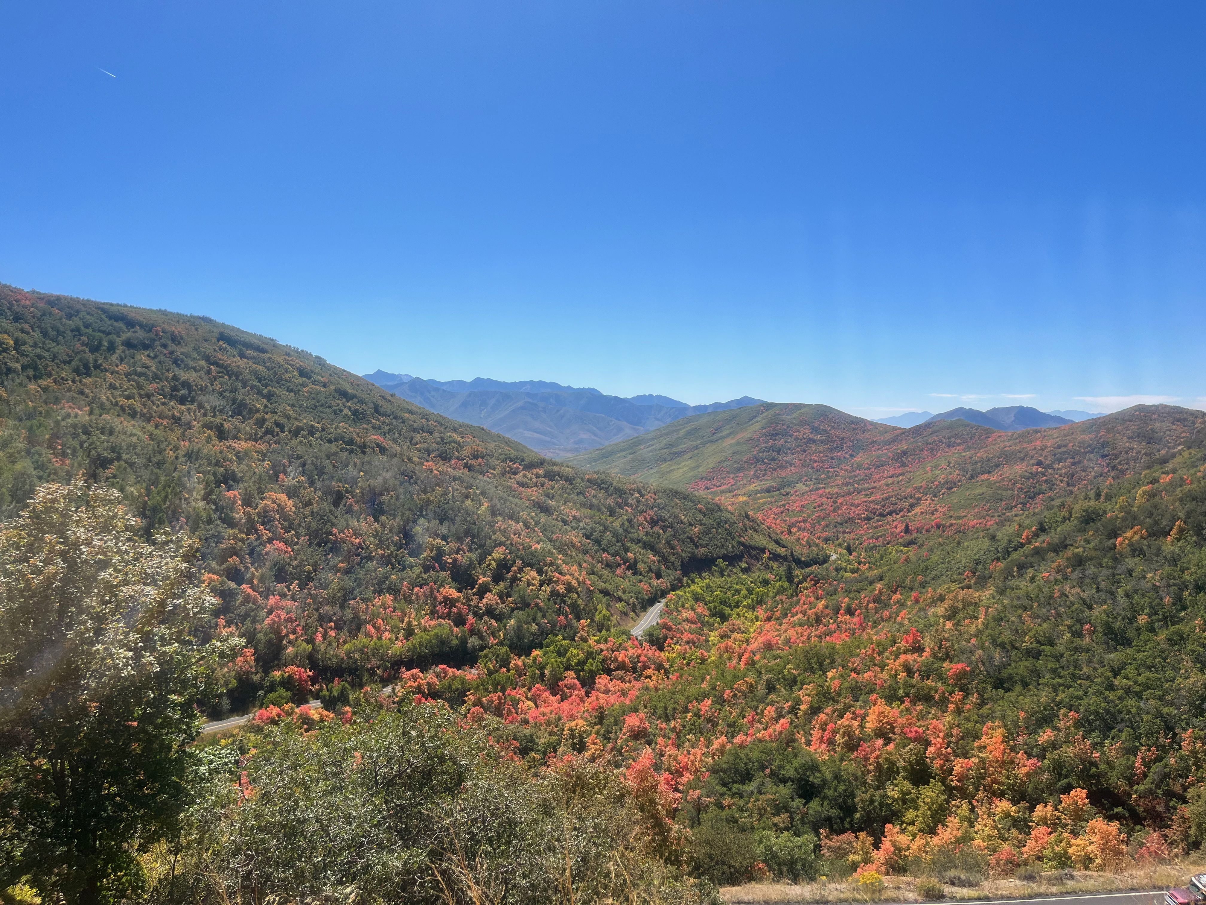 Red autumn, fall leaves in the mountain at Morgan-Parleys Scenic Byway.