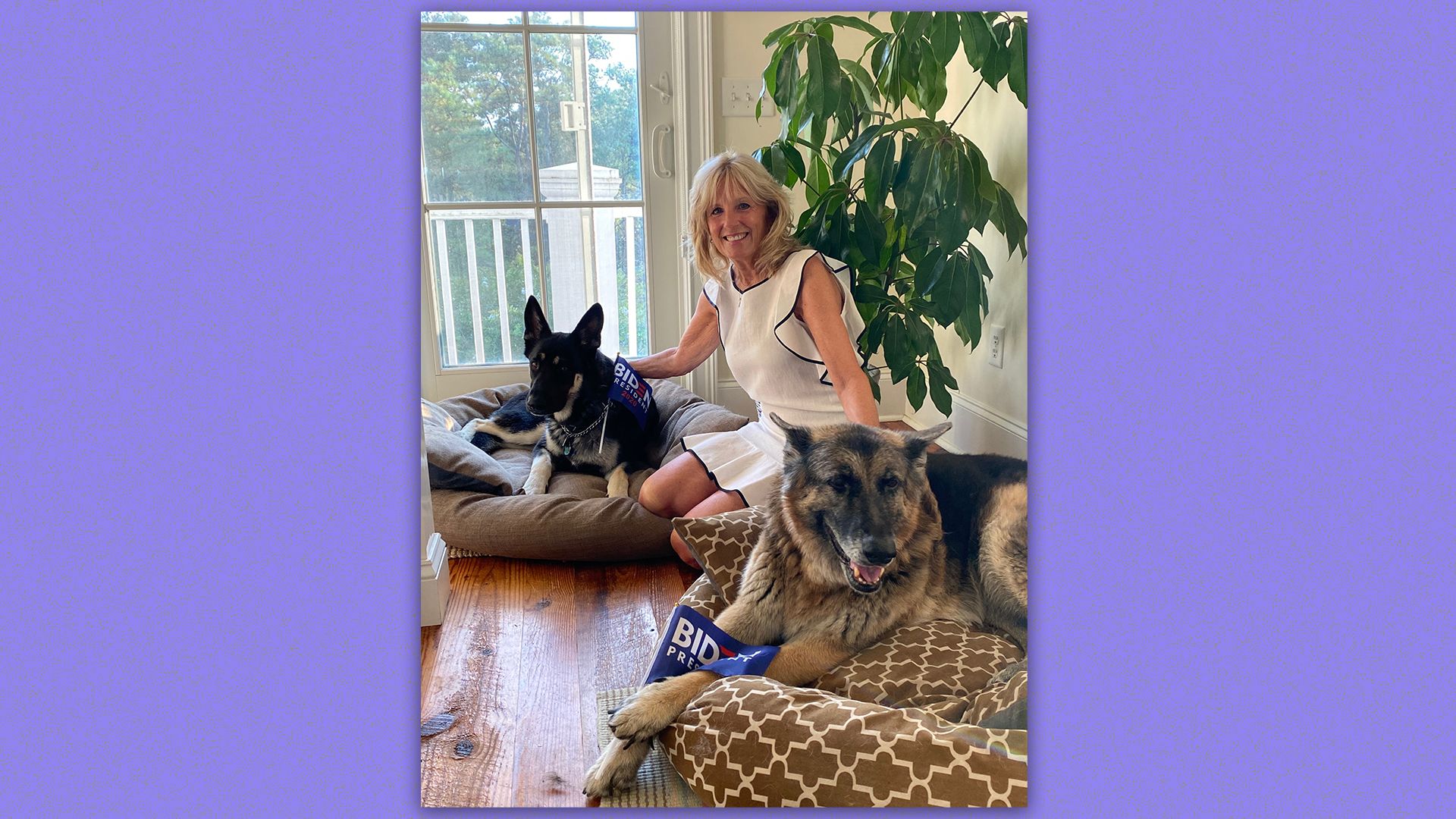 Jill Biden and the Biden dogs.