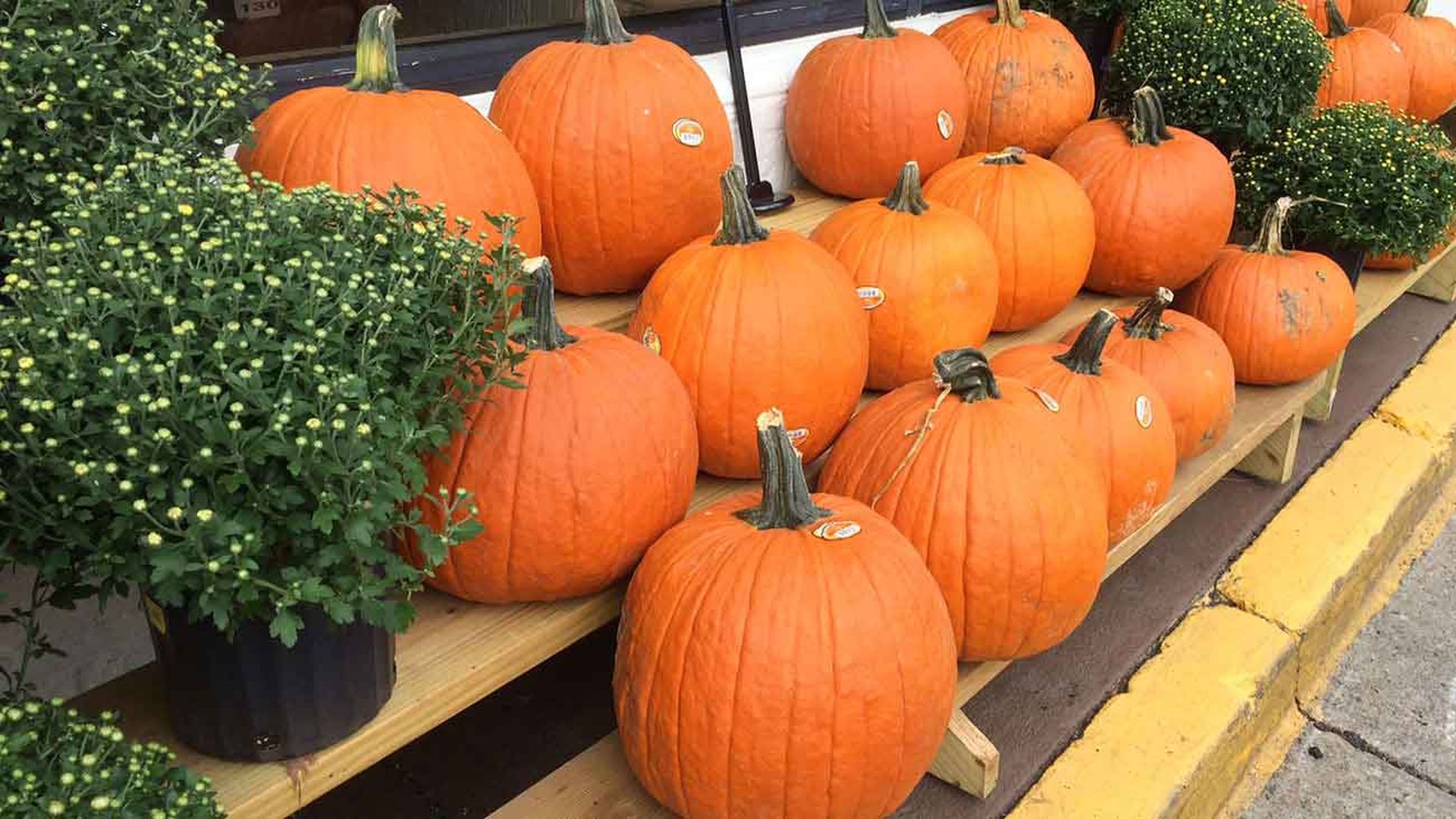 halloween-pumpkins-in-charlotte