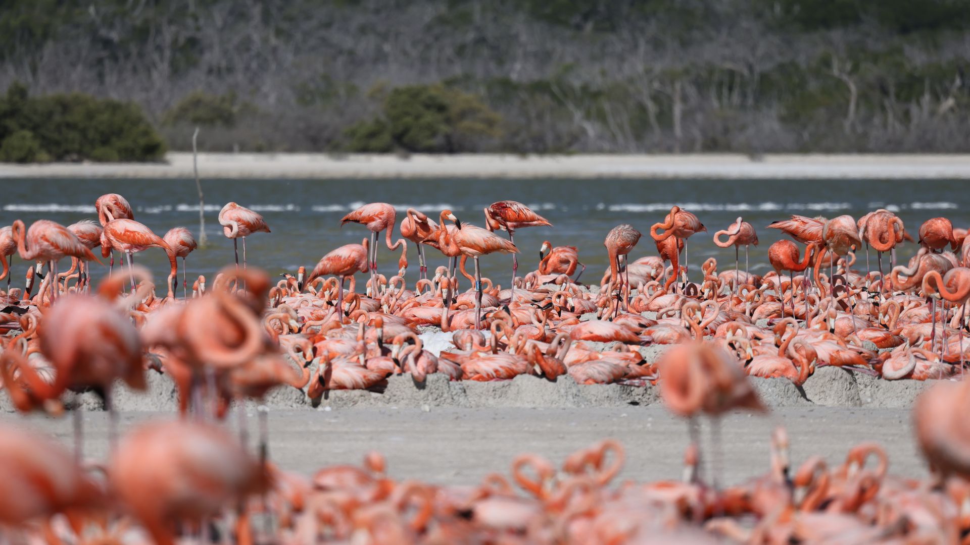A flock of hundreds of flamingos in the water.