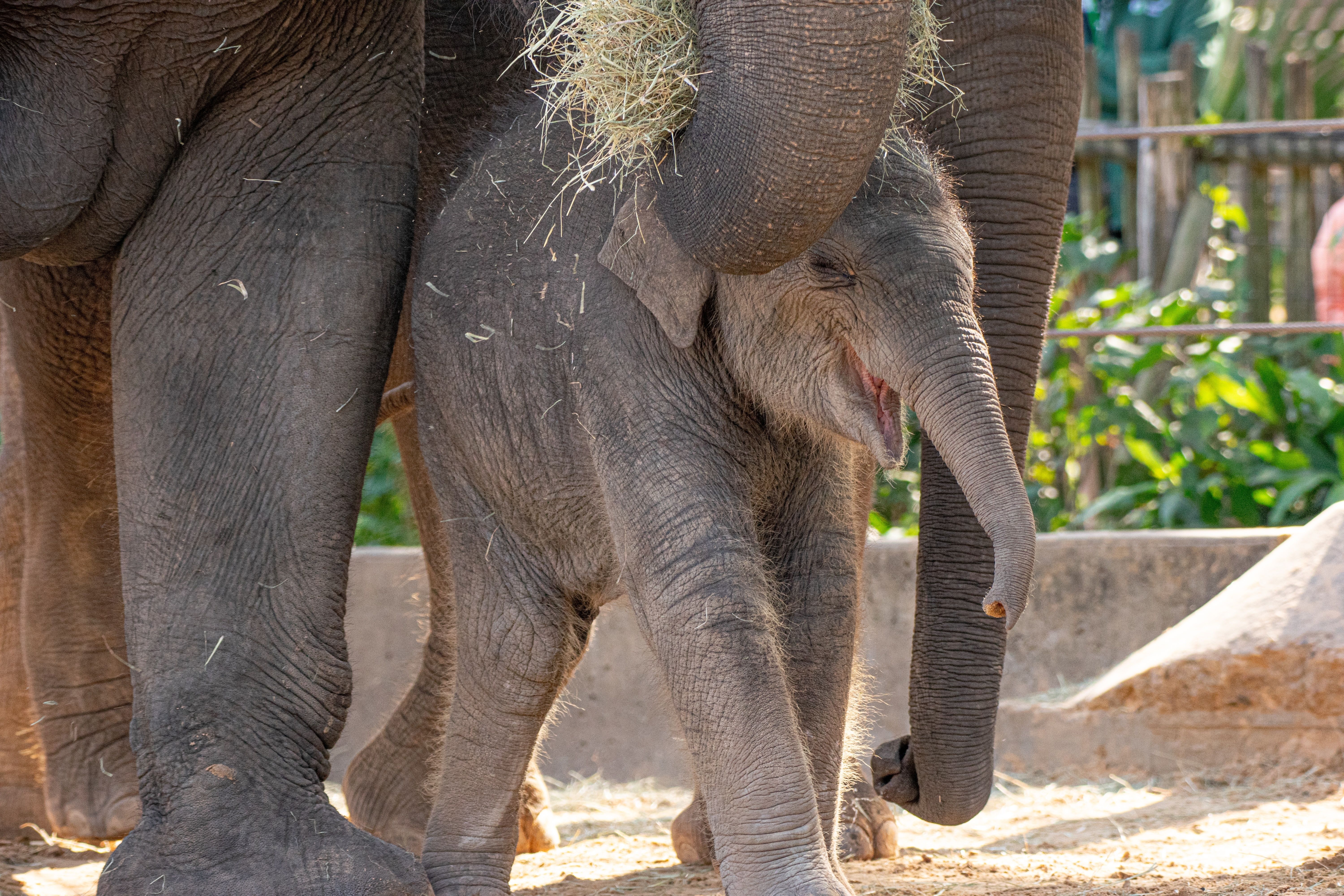 A baby elephant at the Houston Zoo