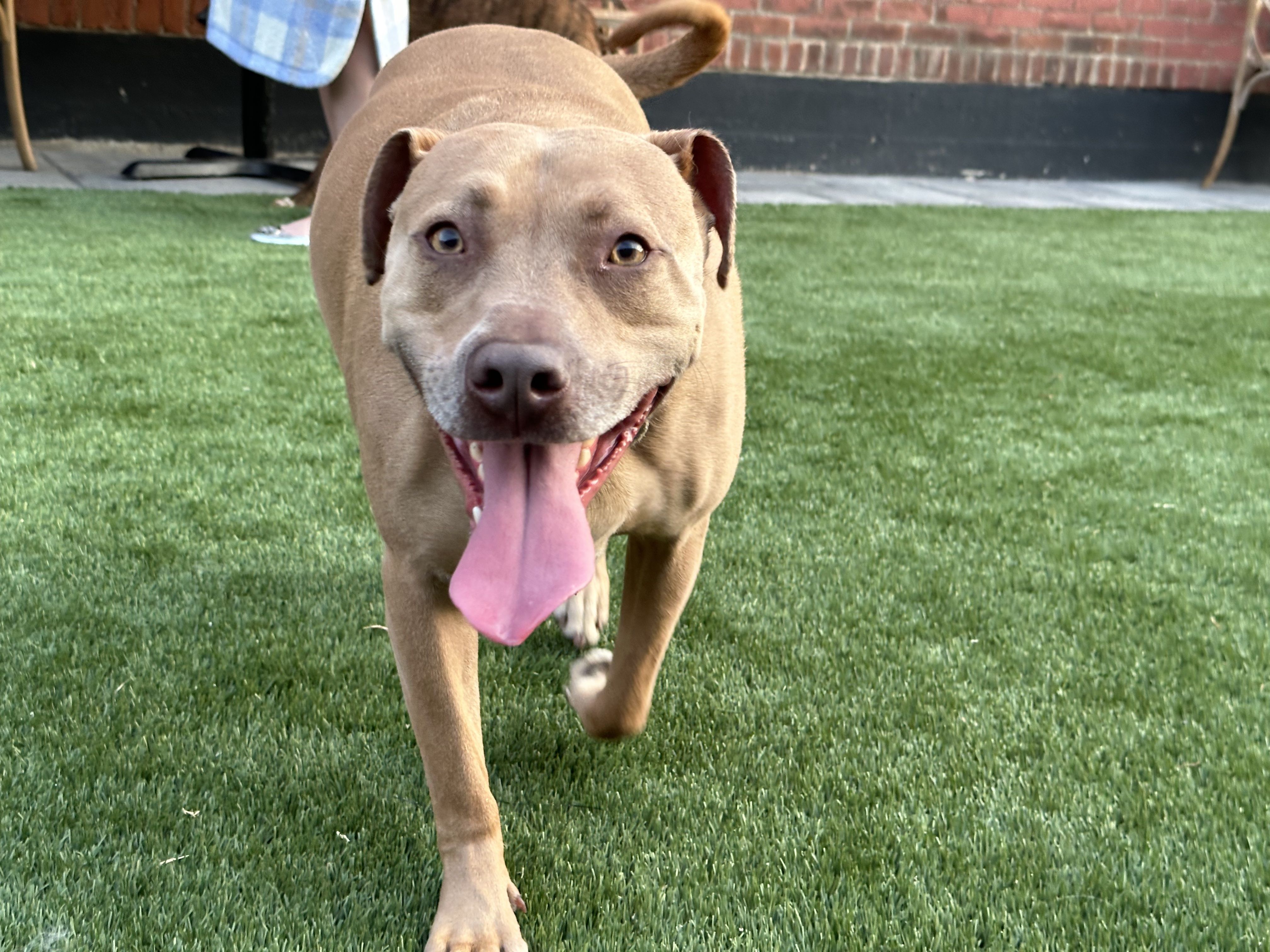 A happy pit bull explores Park-9 Dog Bar's outdoor park area.