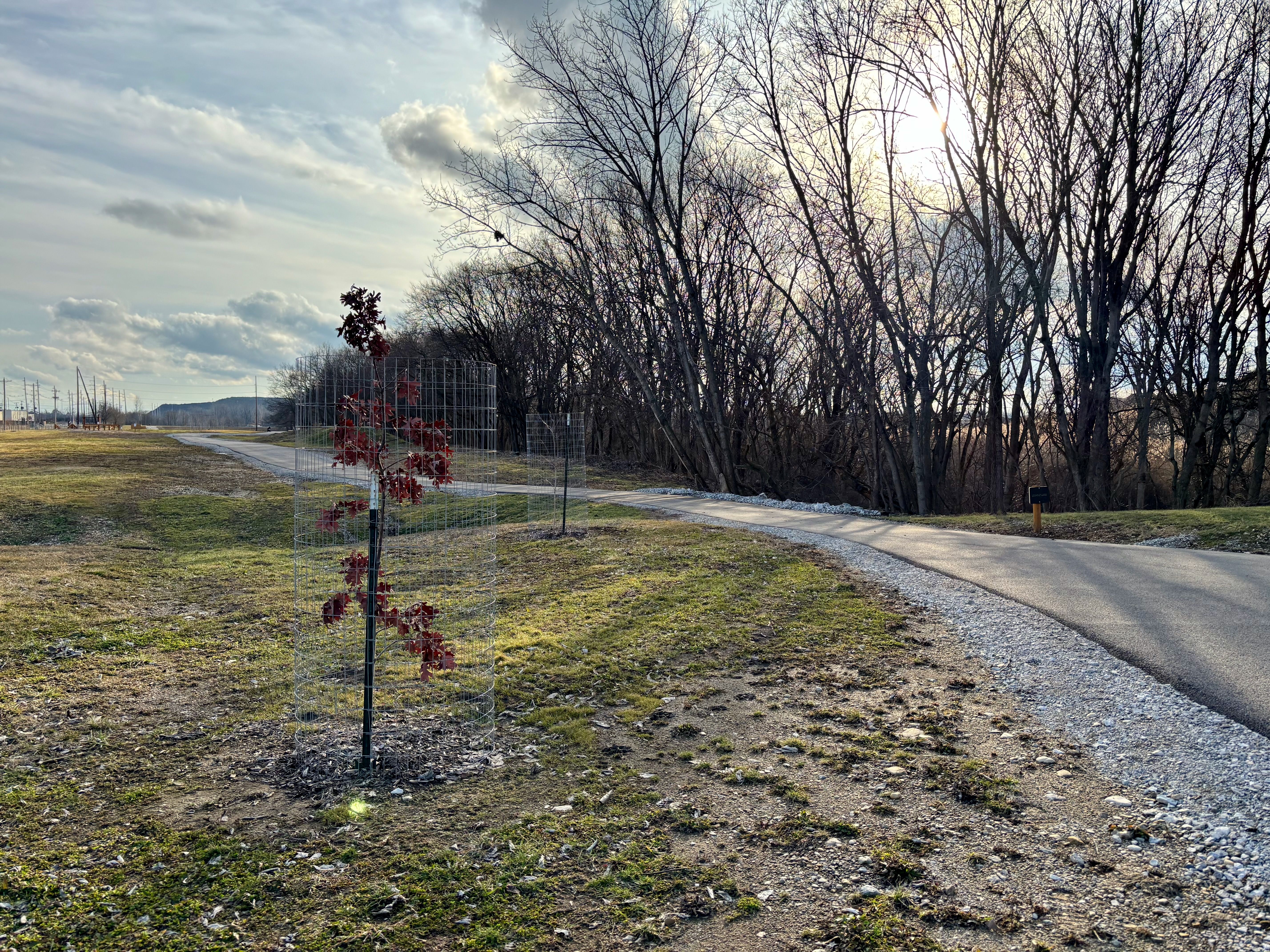 A young tree with red leaves protected by a wire cage near a winding paved path with bare trees and a partly cloudy sky in the late afternoon sunlight.