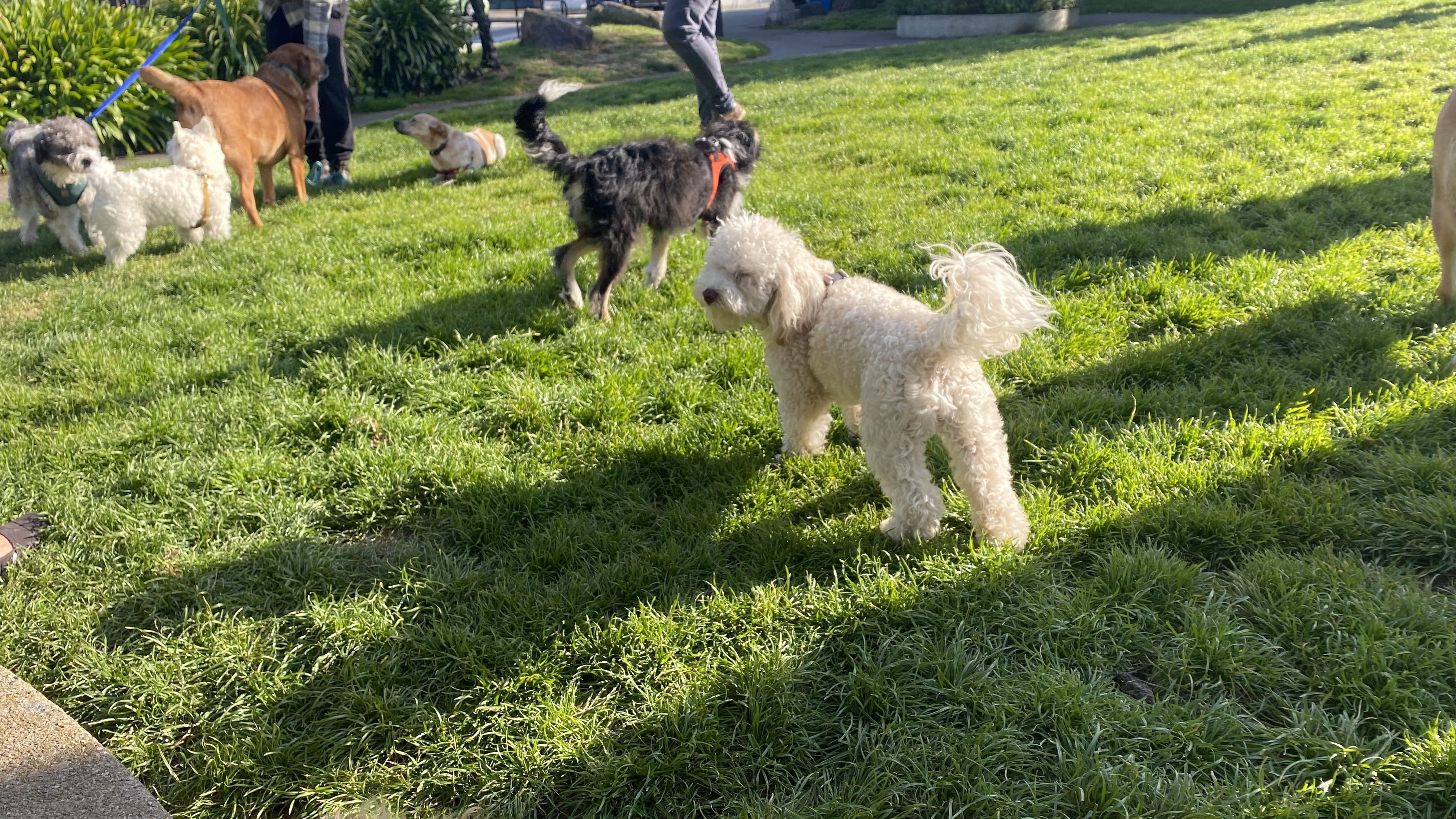 Sunlit park with several dogs on leashes playing on green grass: a white fluffy dog in the foreground, a black dog with an orange harness, a brown dog, and beige dogs near people in the background.