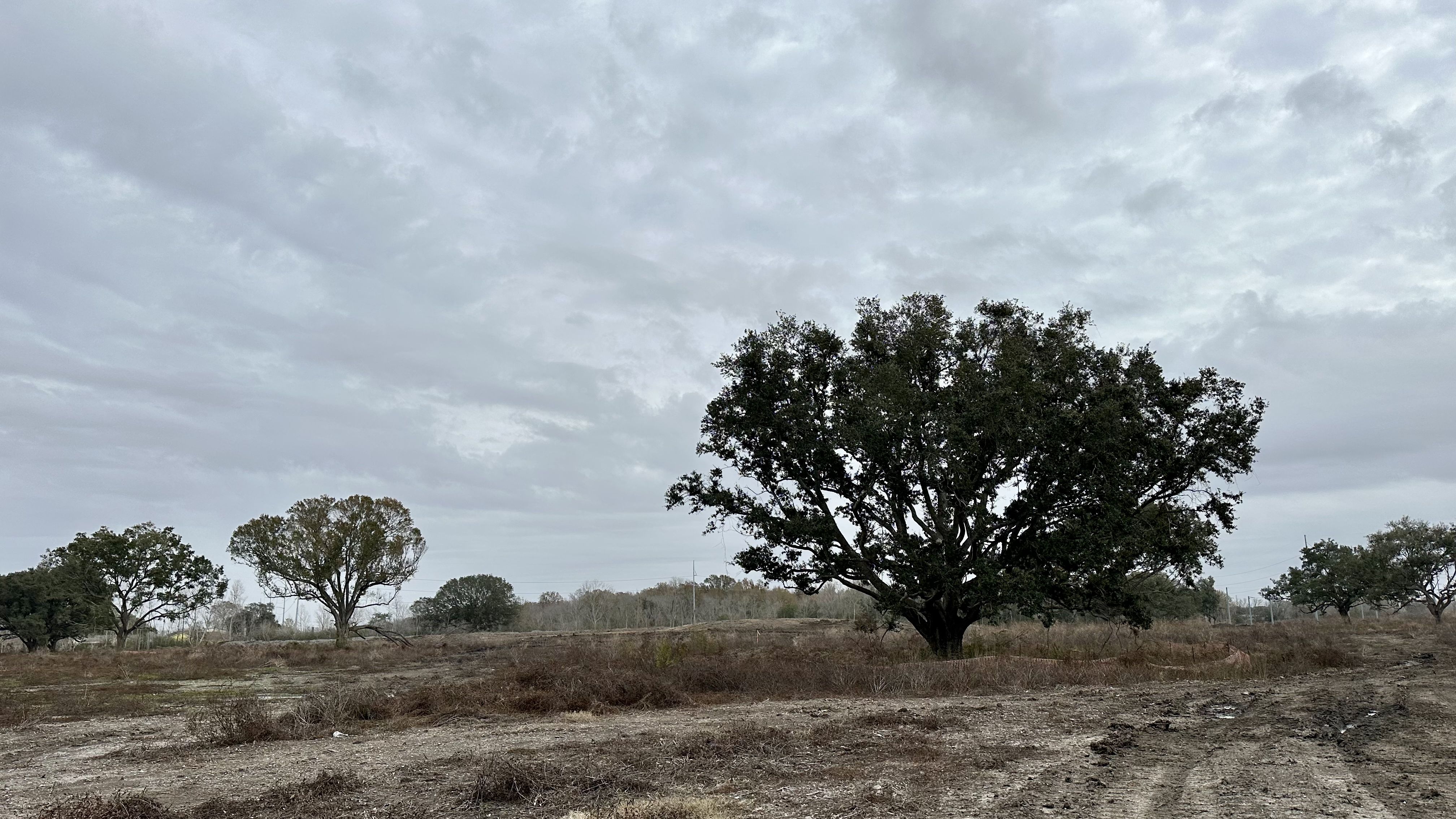 Photo shows a dirt area with trees