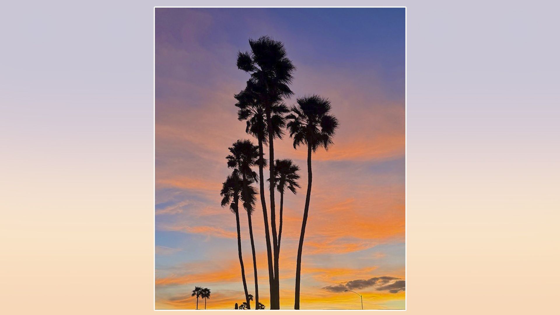 Silhouetted palm trees cluster tall against a vivid sunset gradient of orange, pink, and purple. The trees are inside a white-bordered photo centered on a soft pastel gradient background.