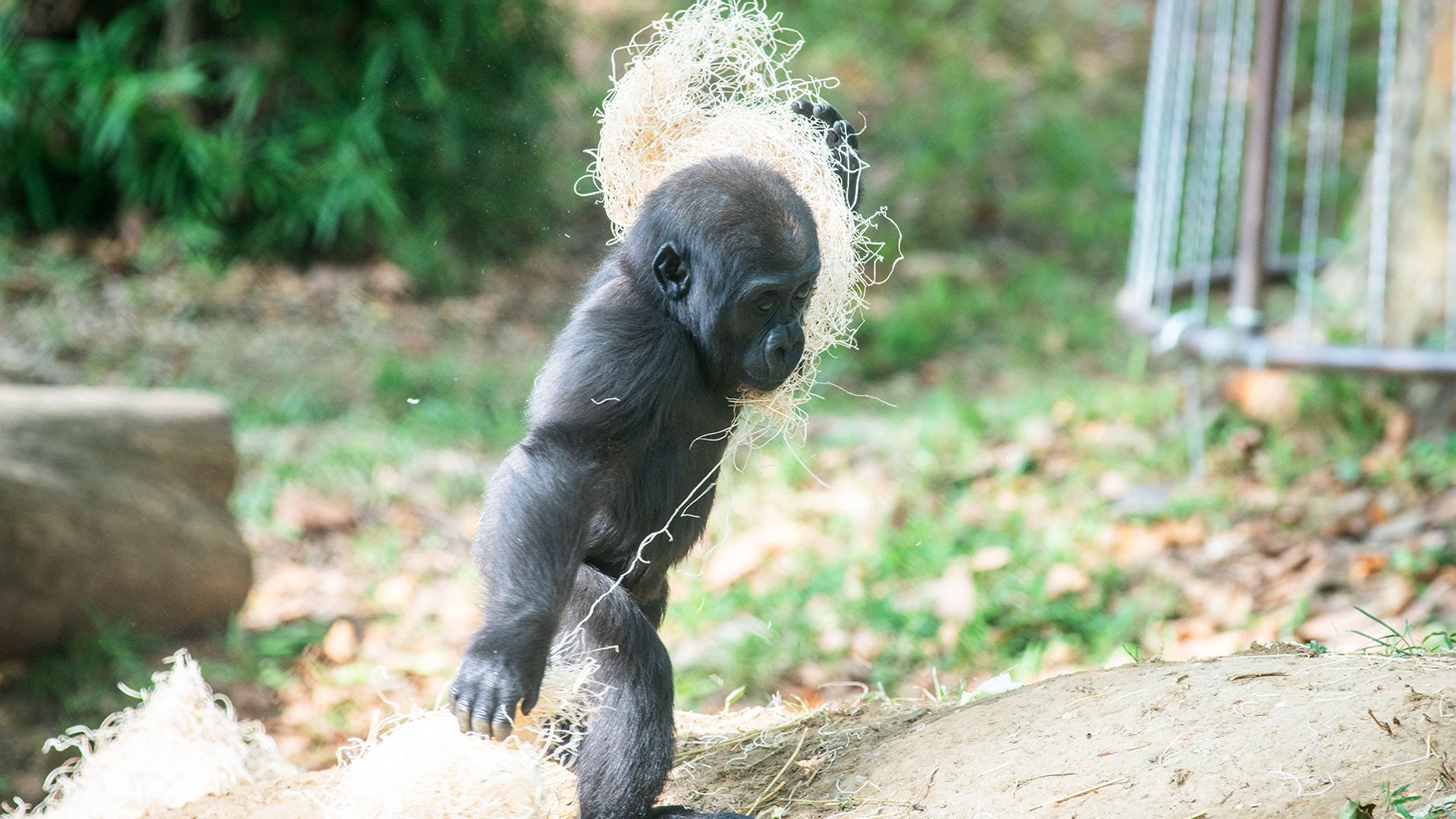 Zahra the baby gorilla at the National Zoo
