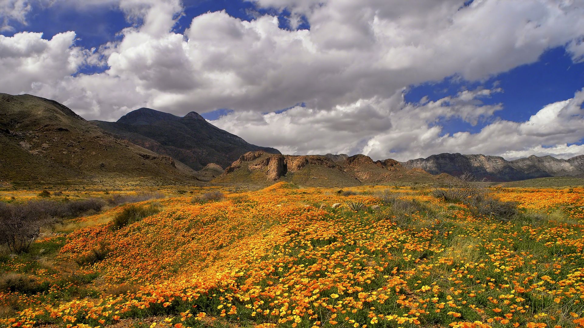 Castner Range in August 2021 after a rare rain storm as yellow plants bloom. 