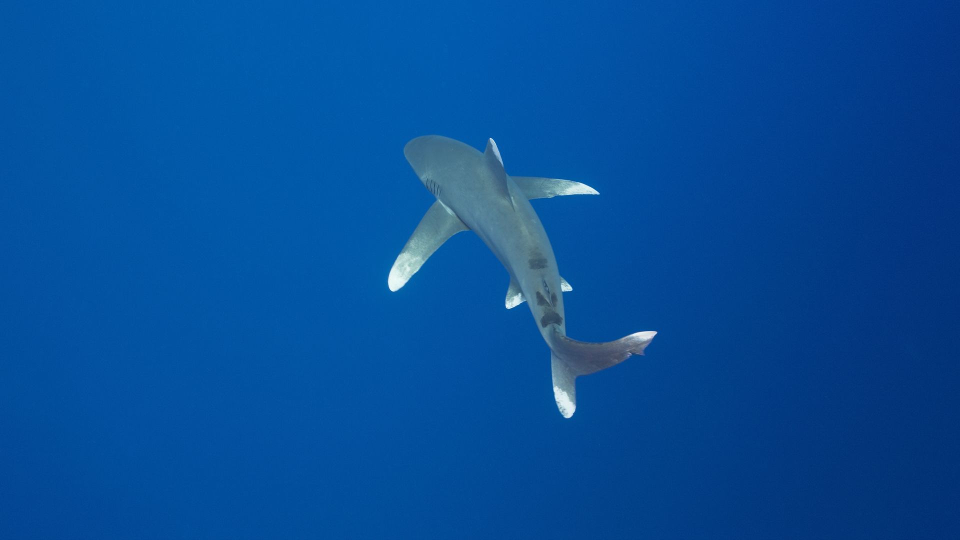 Oceanic Whitetip Shark, Carcharhinus longimanus, Elphinestone Reef, Red Sea, Egypt 