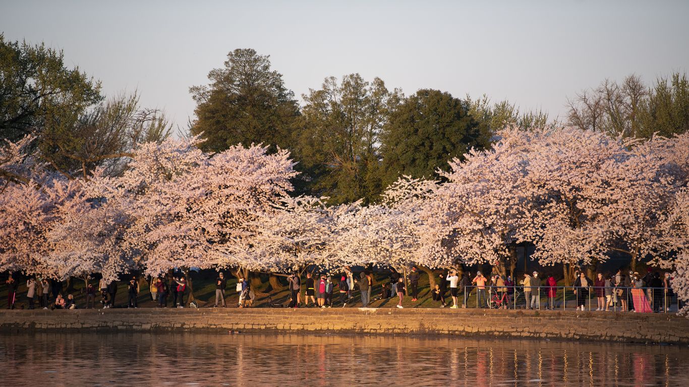 NPS has announced the 2023 cherry blossom peak bloom date