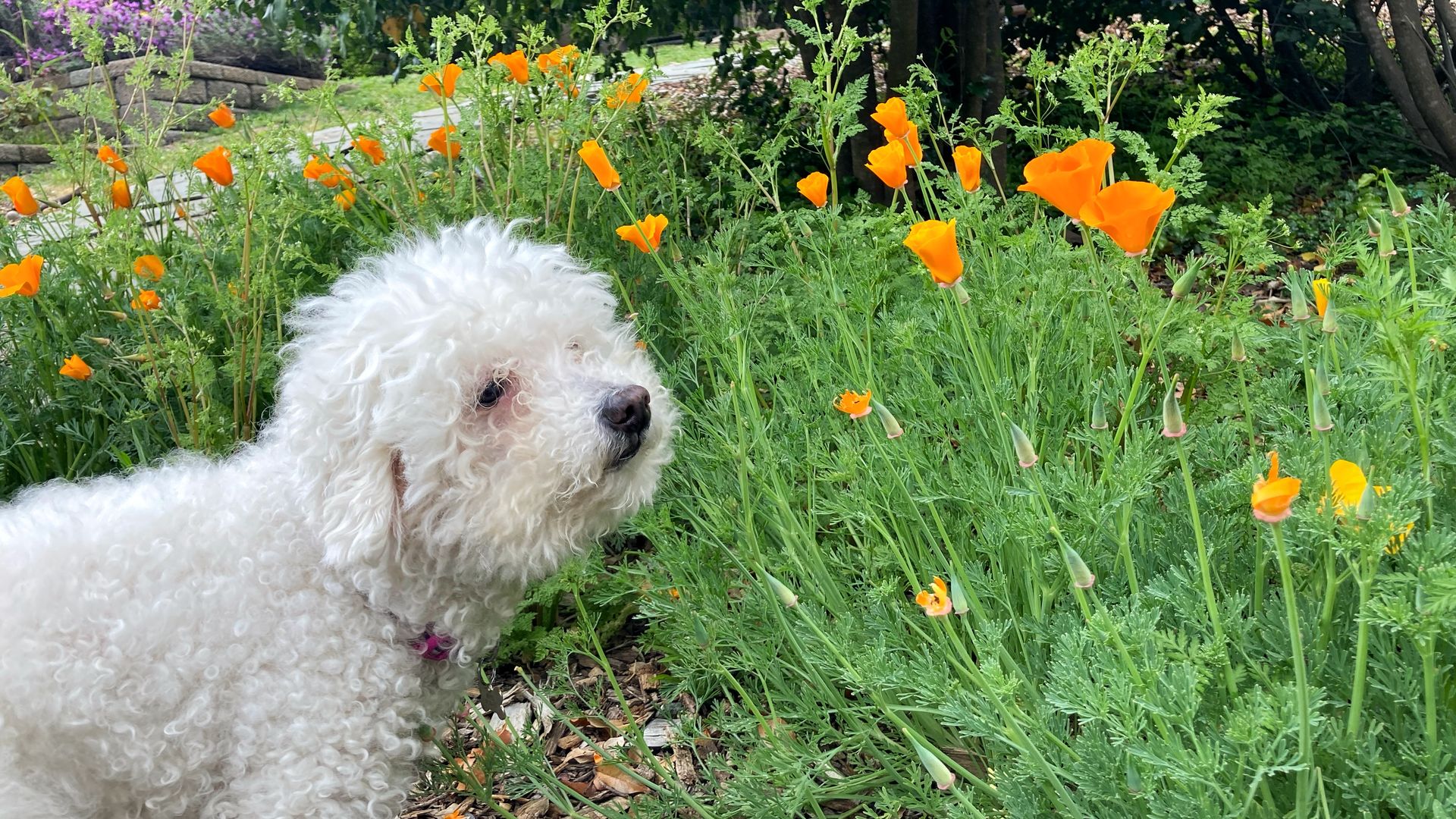 Photo of a fluffy white dog smelling a cluster of orange poppies