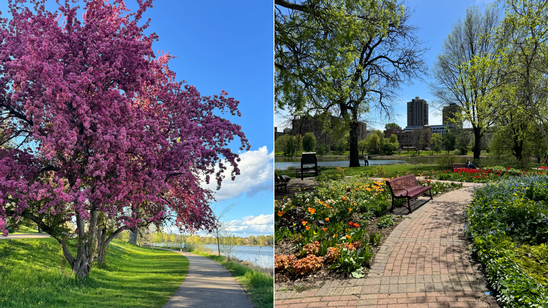 a purple tree and a path with flowers