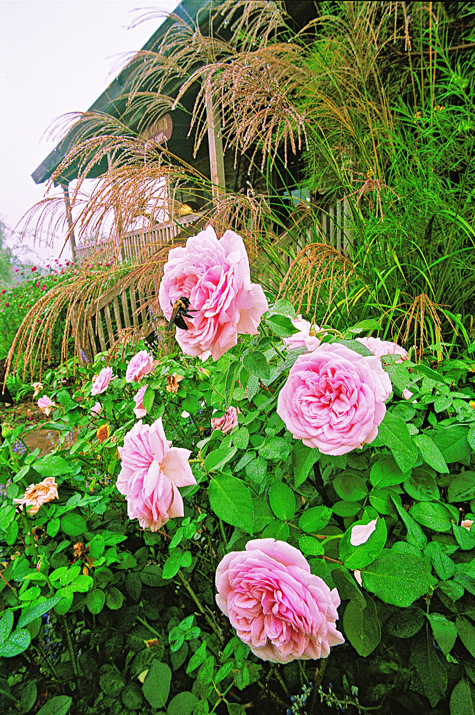 a rose bush with a bee buzzing nearby