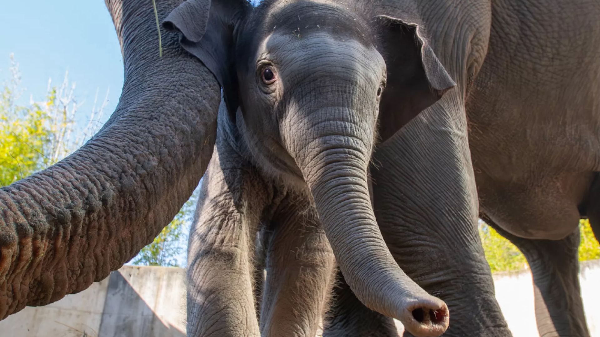 A baby elephant is seen standing under its mother.