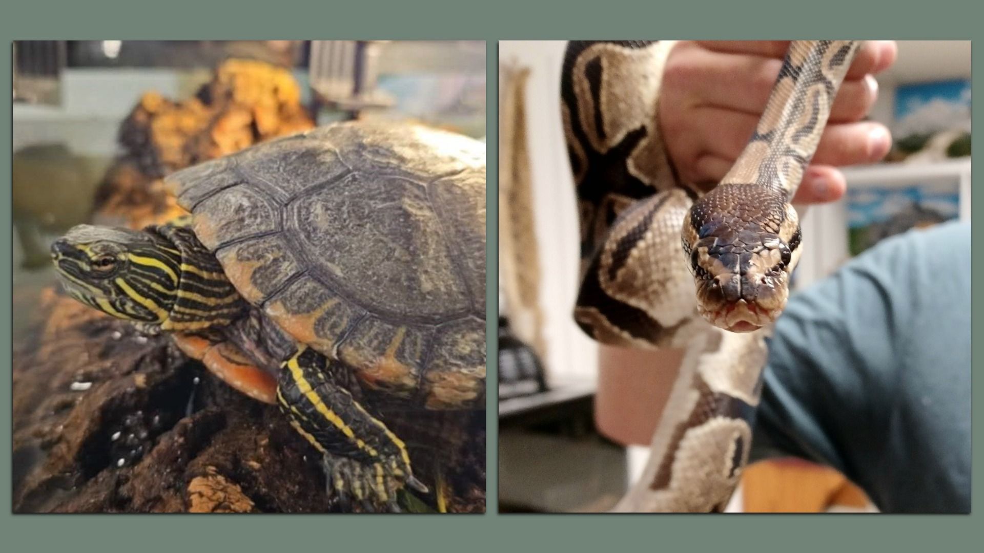 Split image showing a close-up of a yellow-striped turtle resting on a rock on the left, and a person holding a brown and black patterned snake on the right.