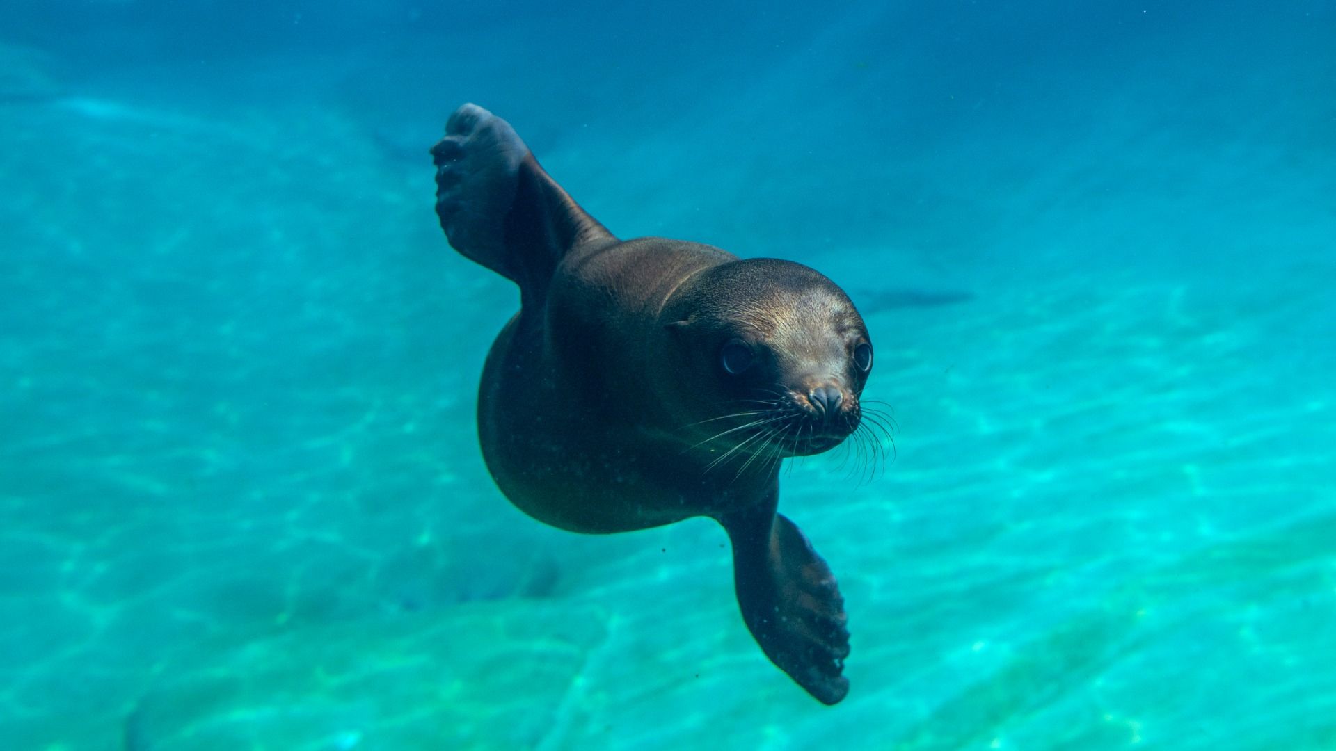 An underwater view of a dark brown sea lion swimming toward the camera in clear blue water, with whiskers visible and a foreflipper raised.